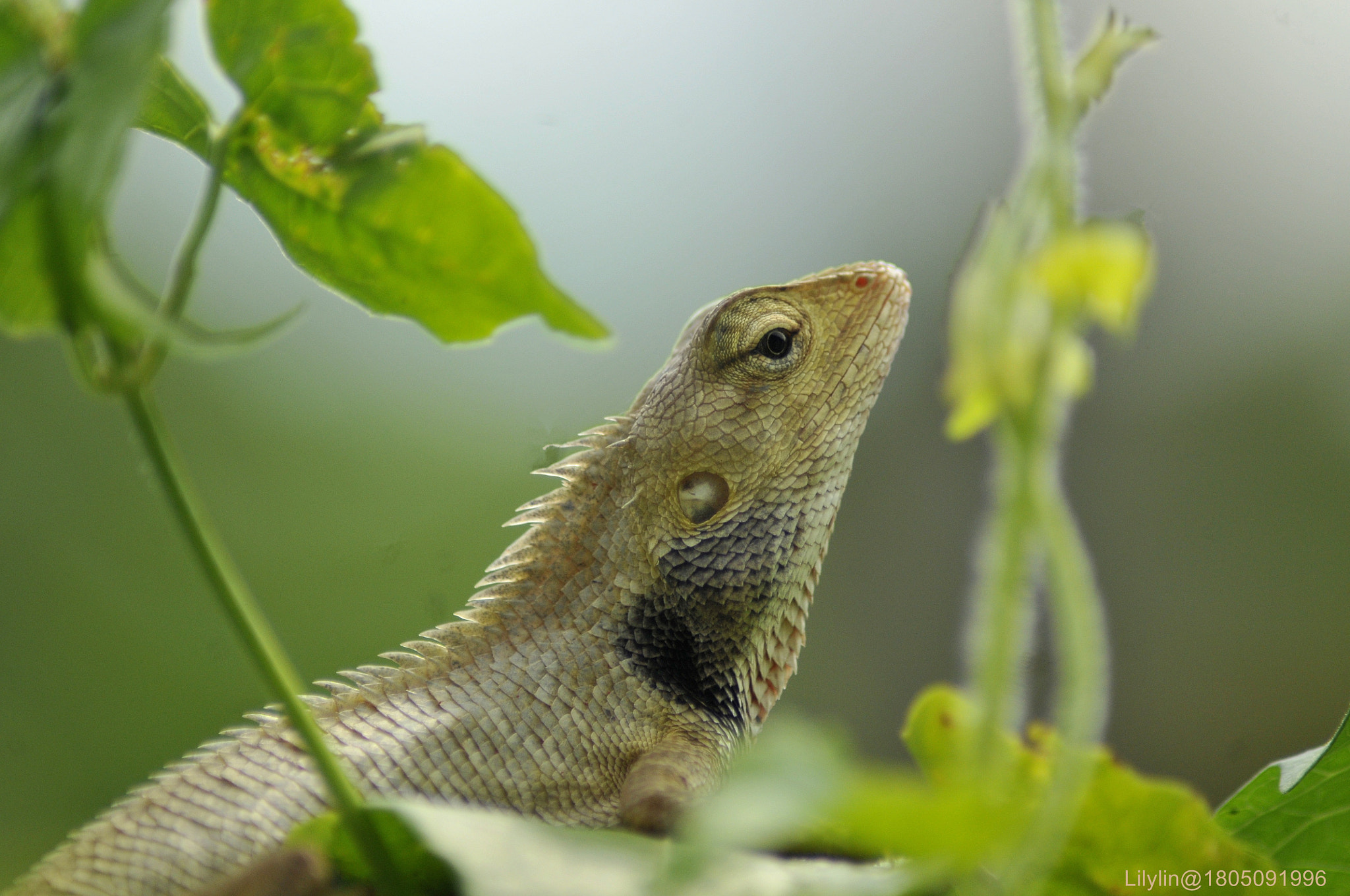 Nikon D300 + Nikon AF Nikkor 70-300mm F4-5.6G sample photo. Eyes contact ..... photography