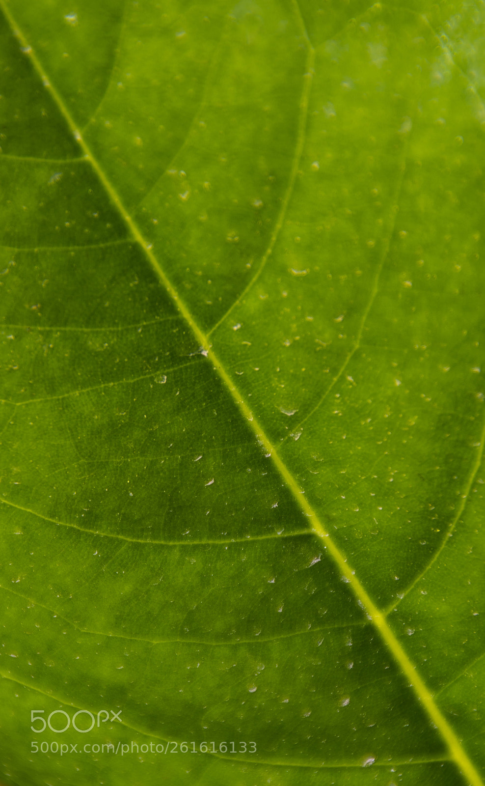 Pentax K-r sample photo. La figlia photography