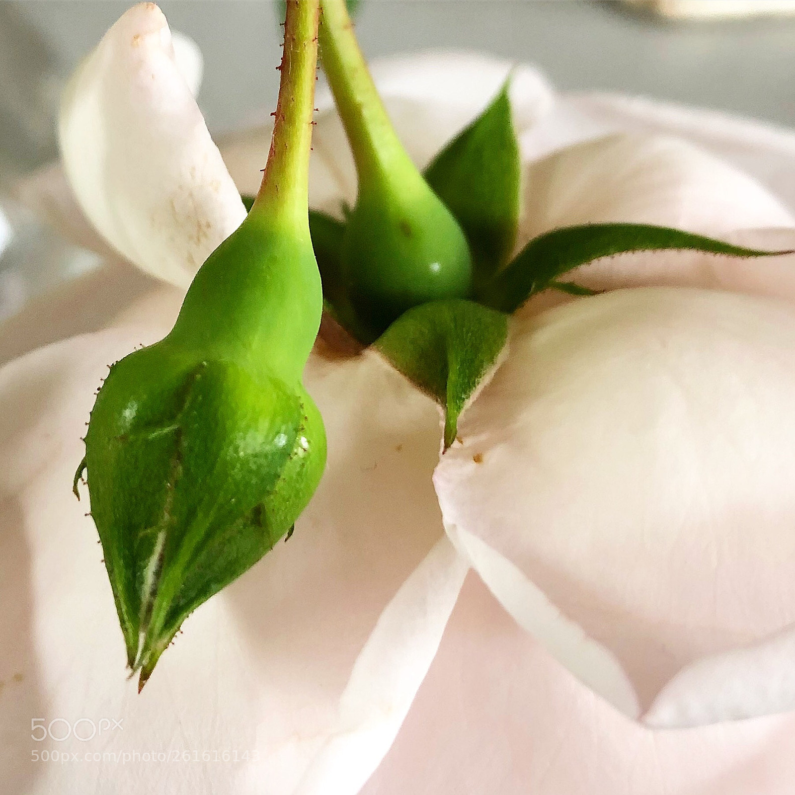 Apple iPhone 8 Plus sample photo. Pastel rose photography