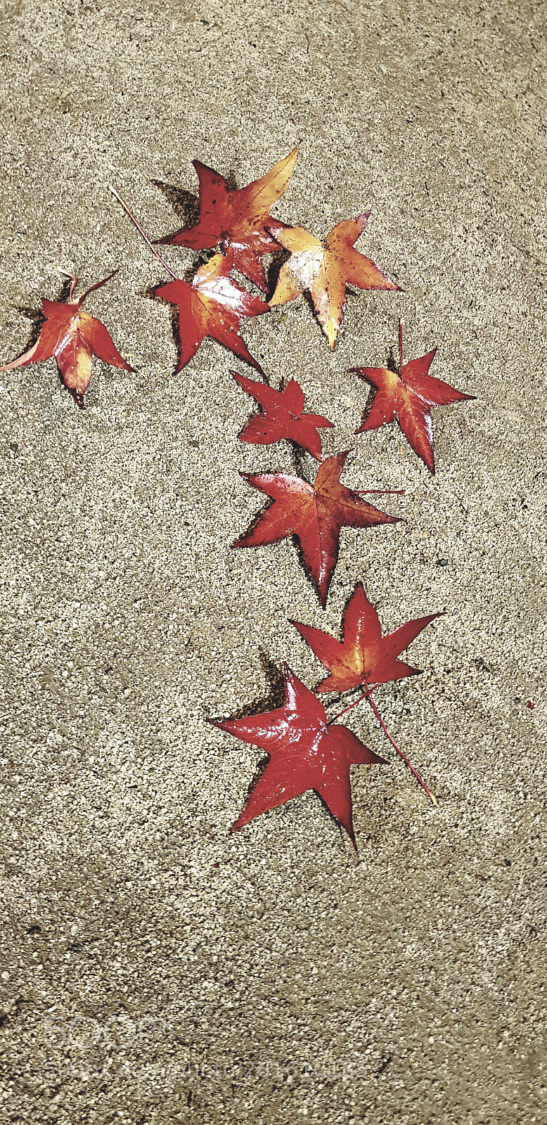 Samsung Galaxy S8+ sample photo. Hojas de liquidambar... photography