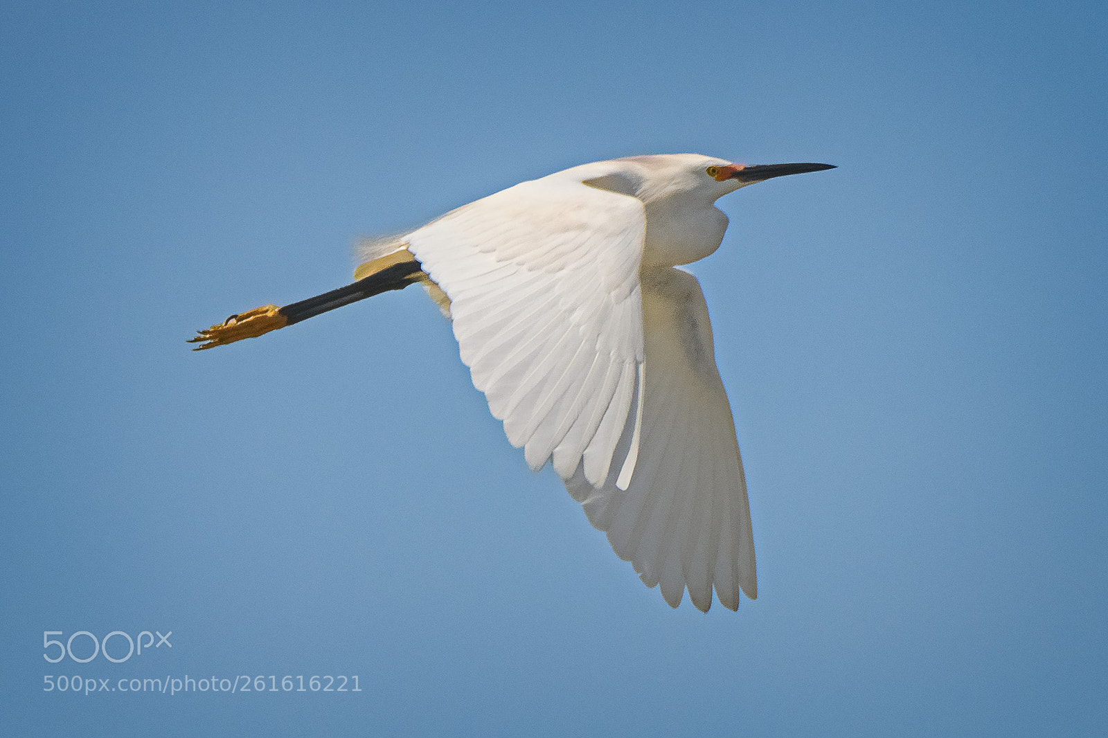 Nikon D850 sample photo. Snowy egret photography