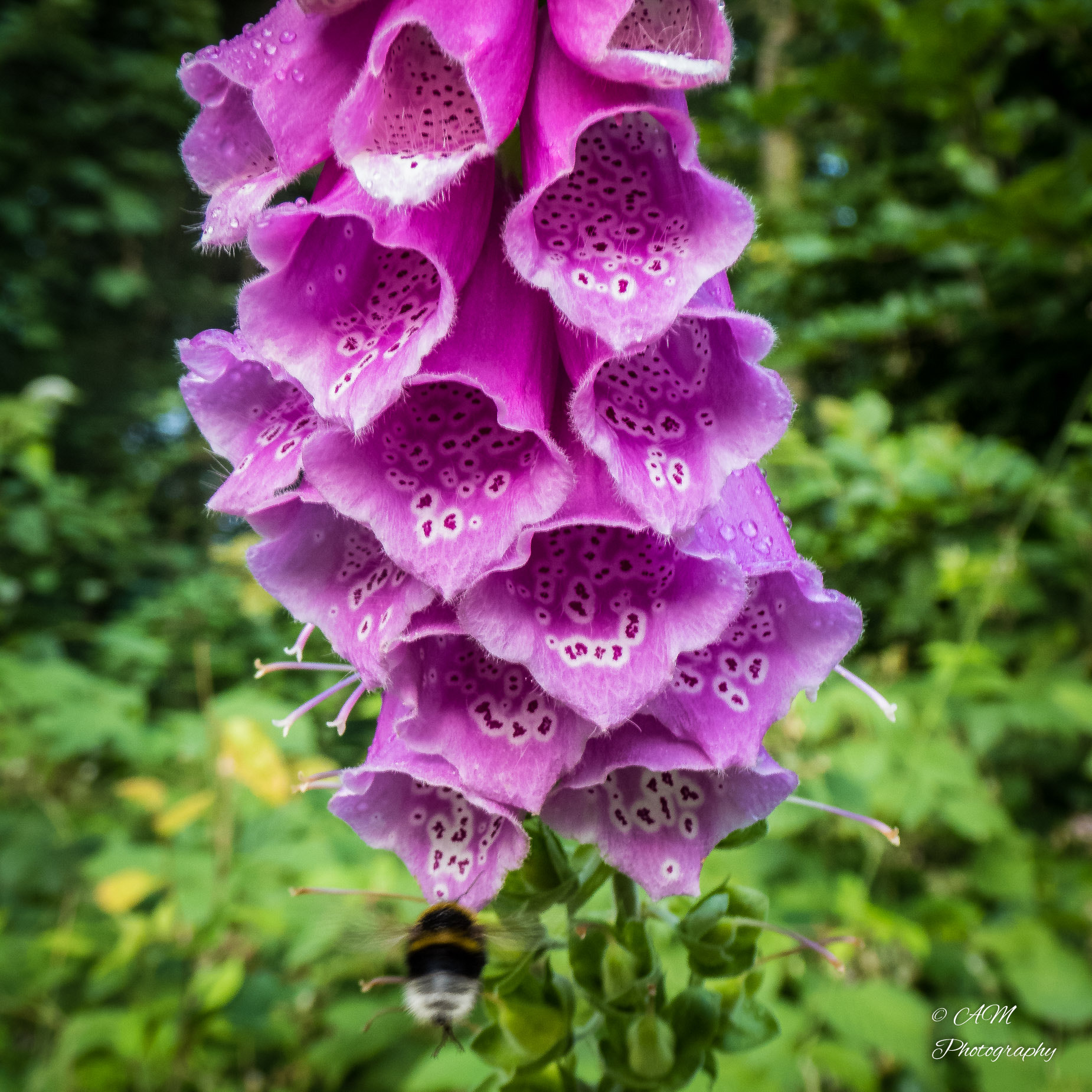 Panasonic DMC-TZ71 sample photo. Roter fingerhut - digitalis purpurea (plantaginace photography