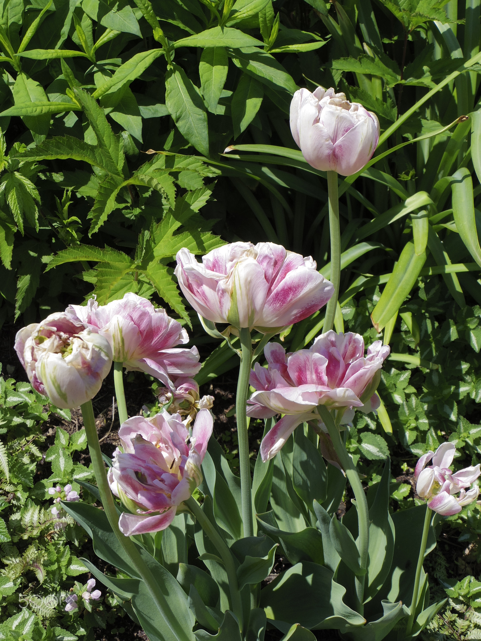 Pentax Q-S1 sample photo. Tulips photography