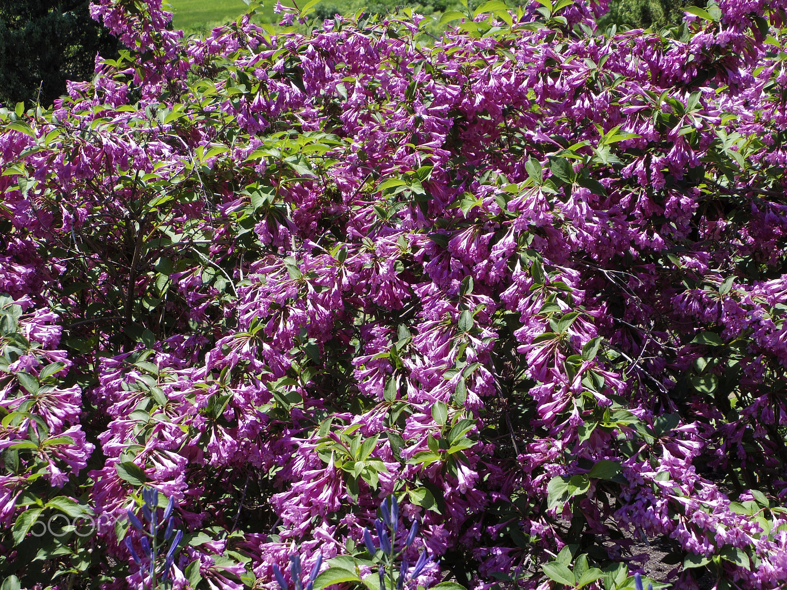 Pentax 02 Standard Zoom sample photo. Rhododendrons photography