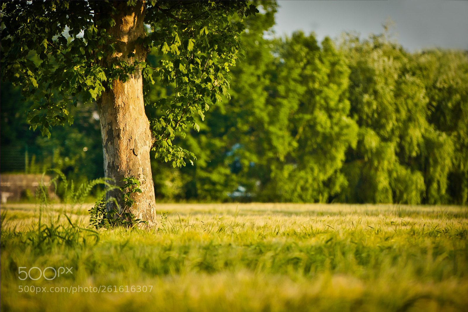 Nikon D5300 sample photo. Simply a tree in photography