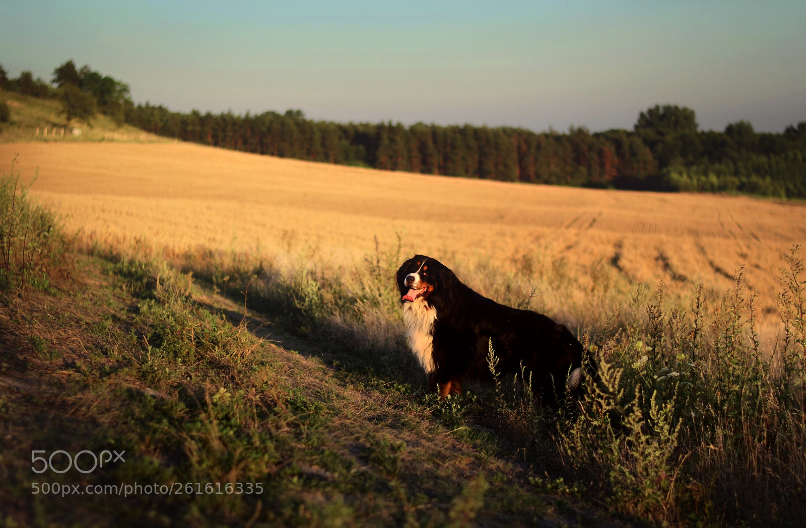 Nikon D3100 sample photo. Bernese mountain dog photography