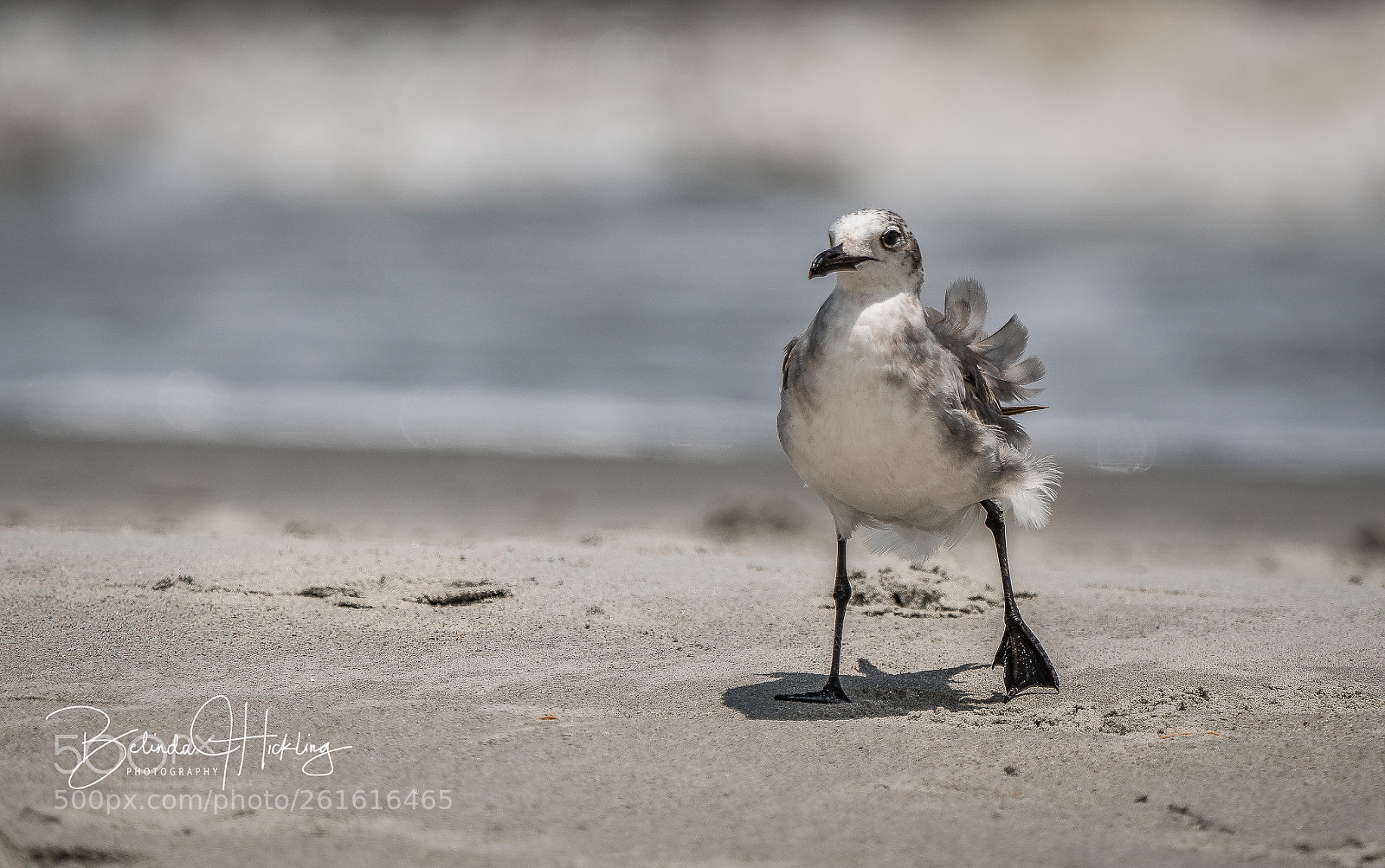 Sony a7R III sample photo. Ruffled feathers photography