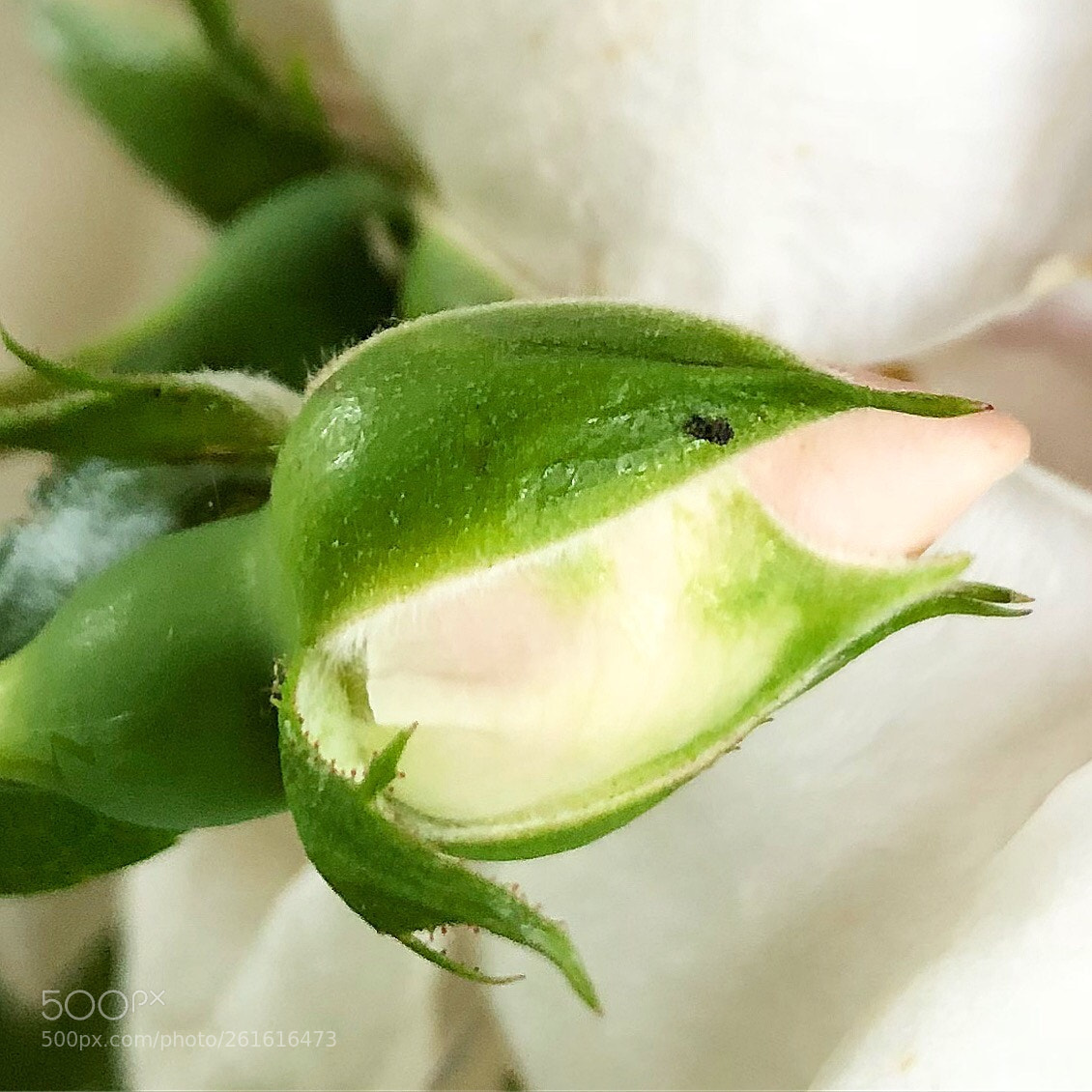 Apple iPhone 8 Plus sample photo. Pastel rose before bloom photography