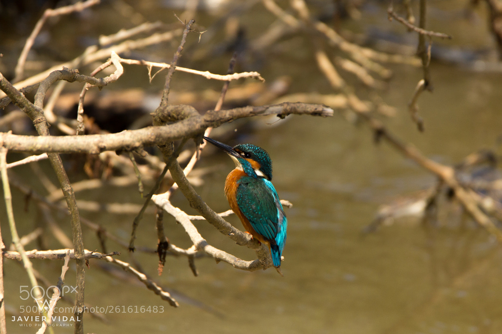 Canon EOS 60D sample photo. Sr. alcedo atthis photography