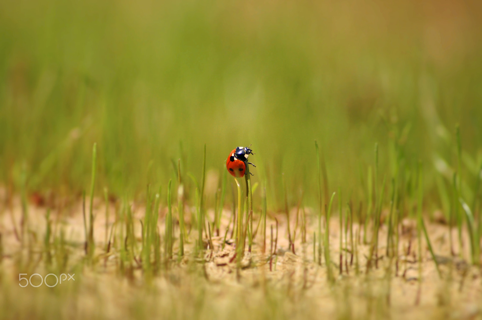 Sony SLT-A37 sample photo. Ladybird and grass photography