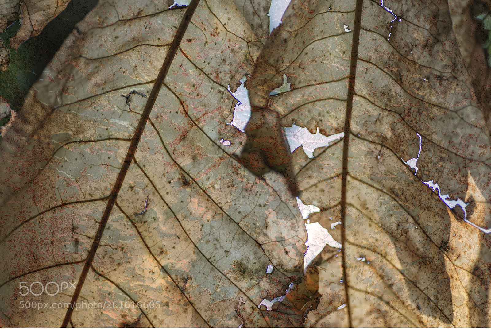 Nikon D600 sample photo. Two leaves with added photography