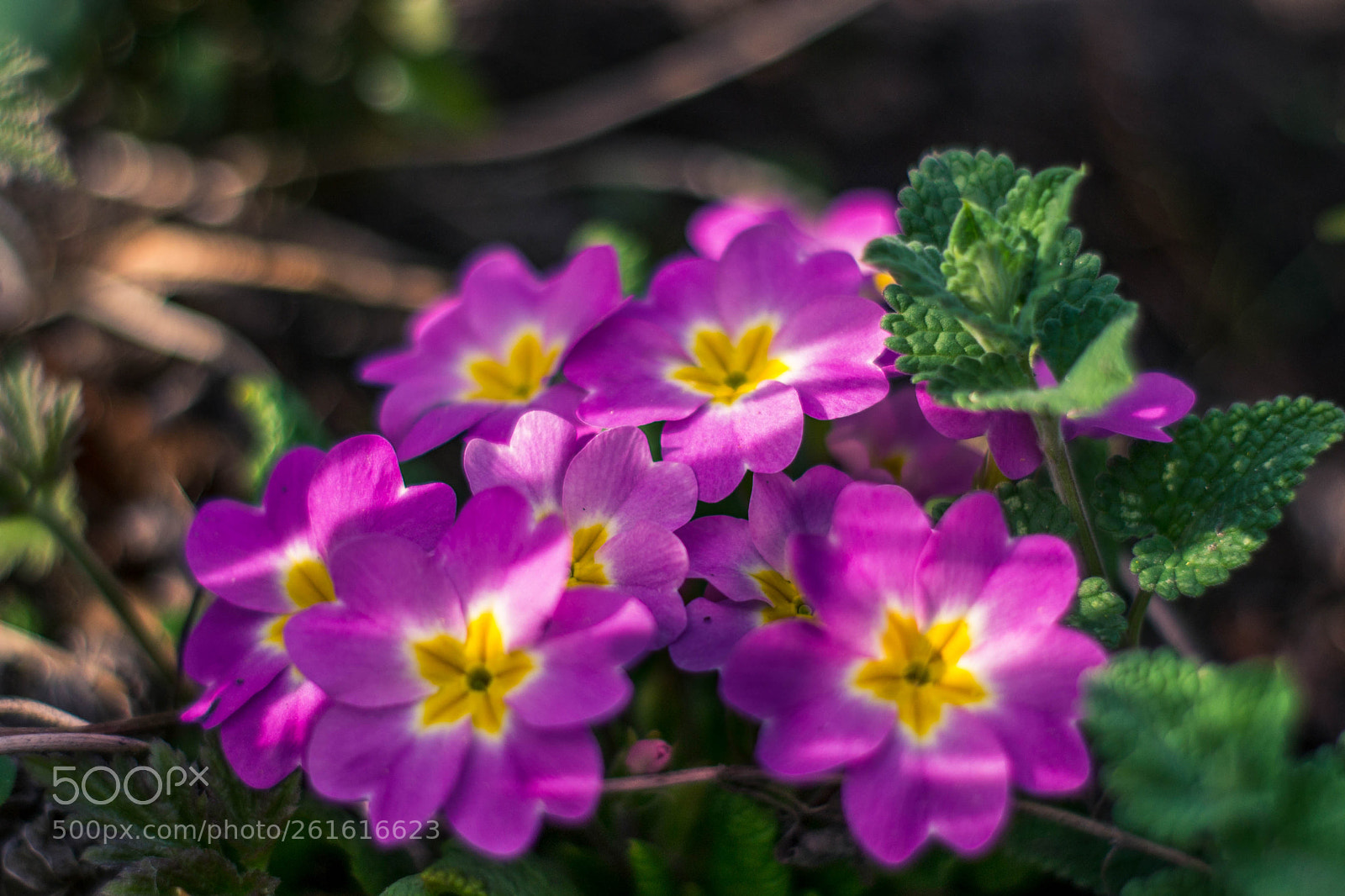 Nikon D3100 sample photo. Flowers photography