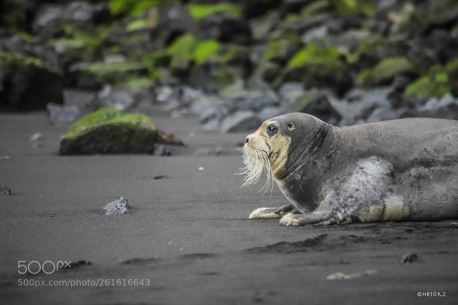 Canon EOS 6D Mark II sample photo. Icelandic seal photography
