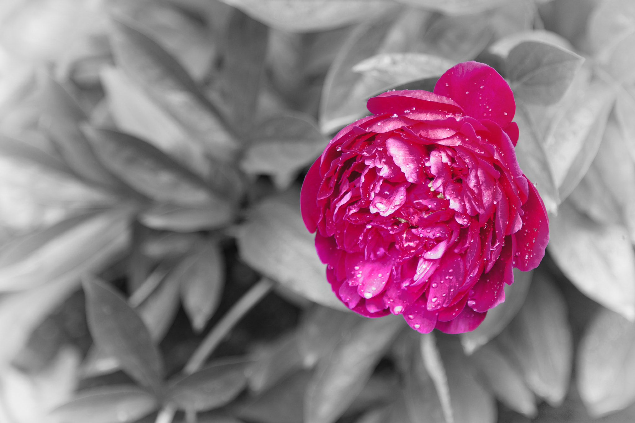 Canon EOS-1D X sample photo. Peony in bloom photography