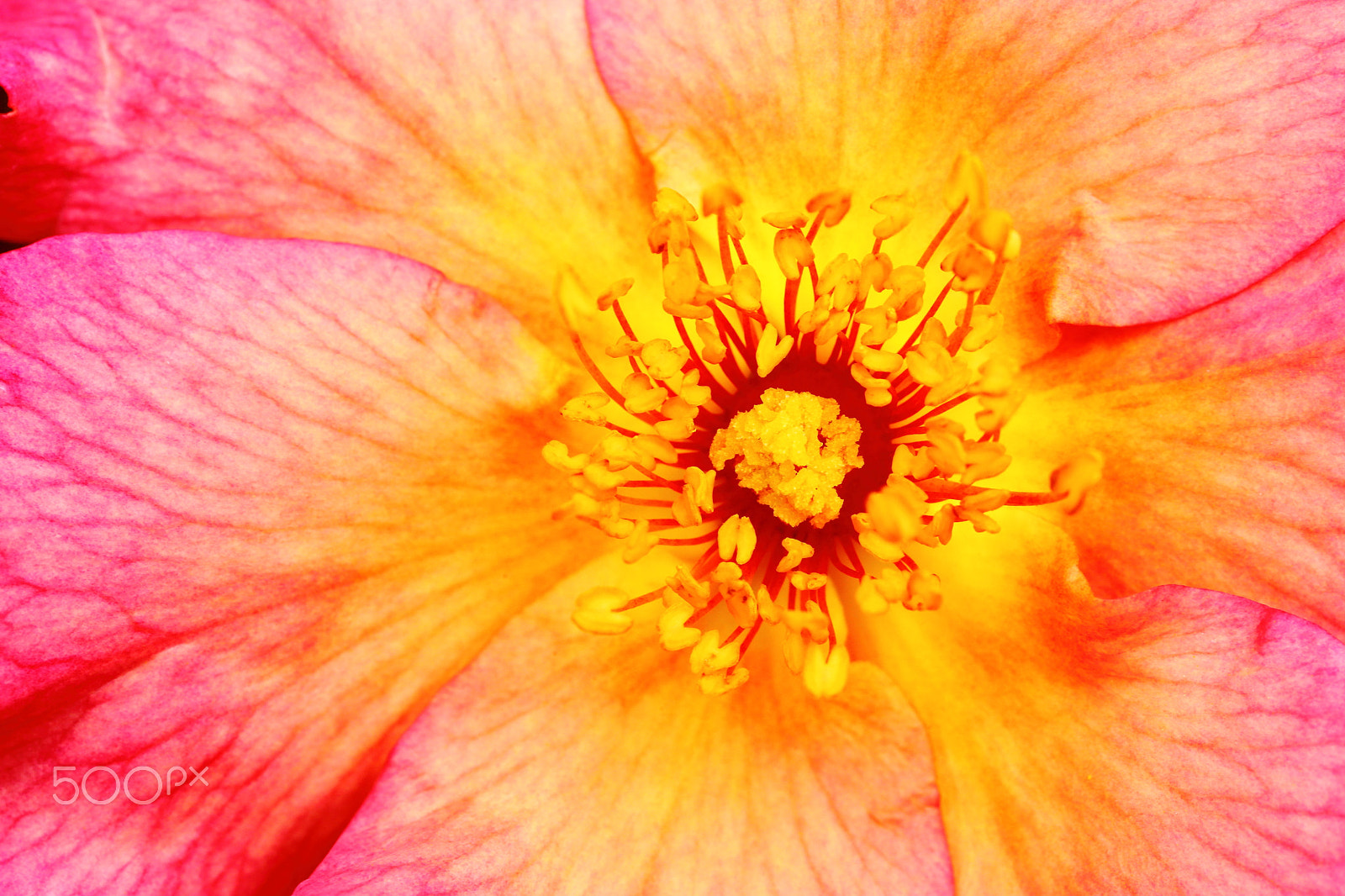 Canon EOS 5D Mark II sample photo. Flower's supernova photography