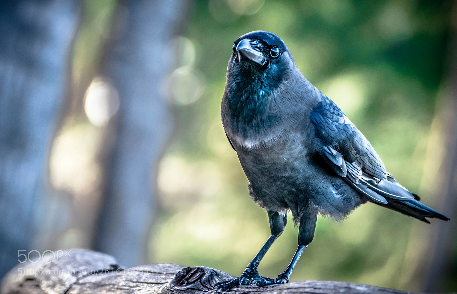 Panasonic Lumix DMC-FZ1000 sample photo. Crow young and fledged photography