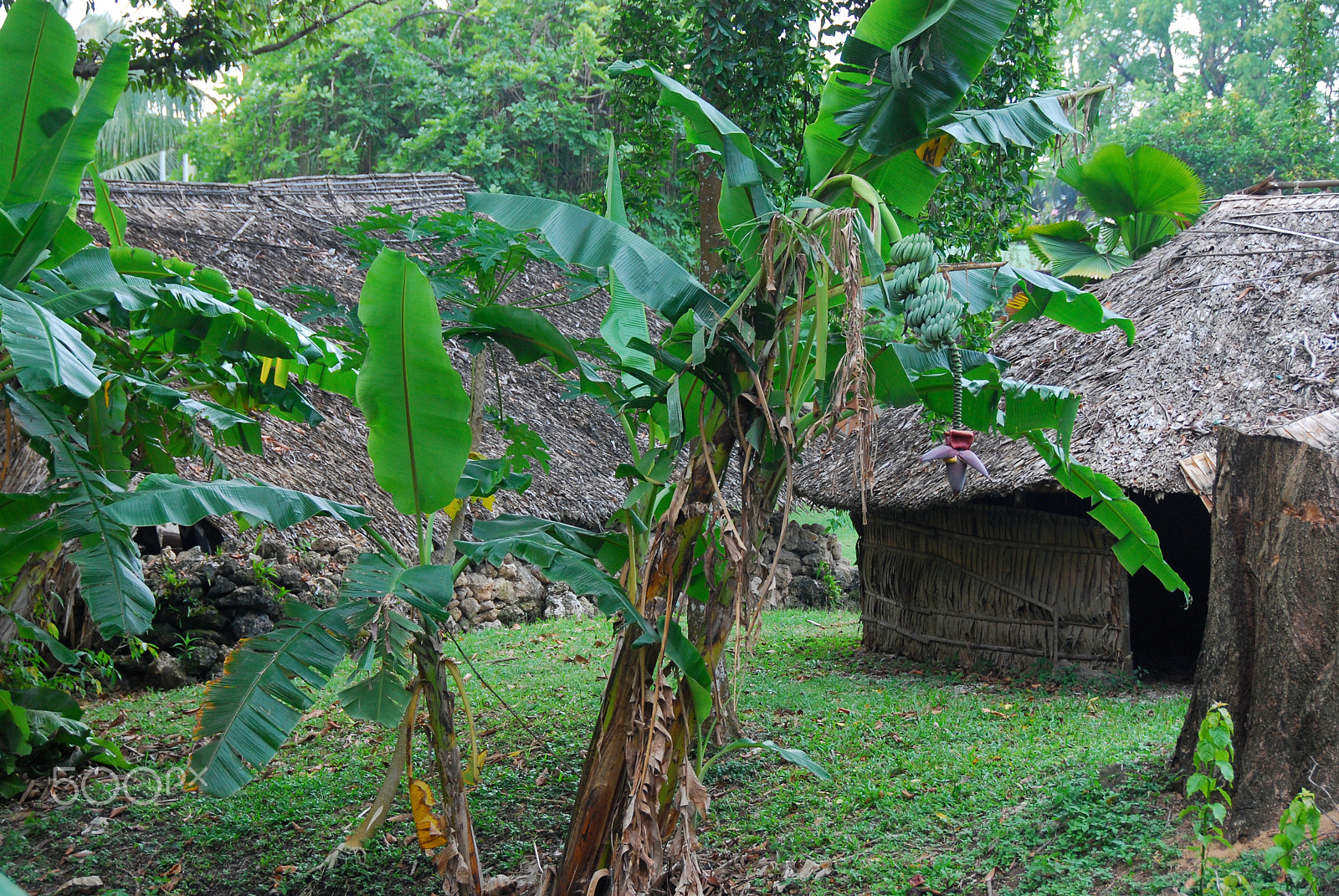 Nikon D80 sample photo. Solomon islands traditional huts.  within the city. photography