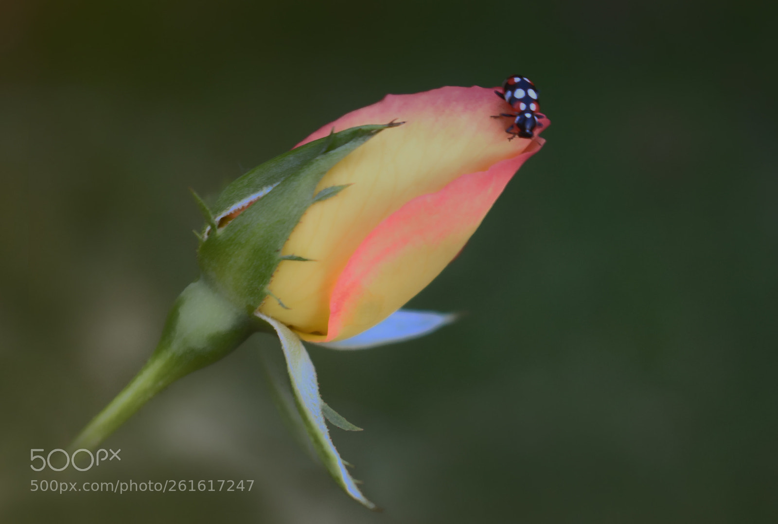 Nikon D3300 sample photo. Explorador photography