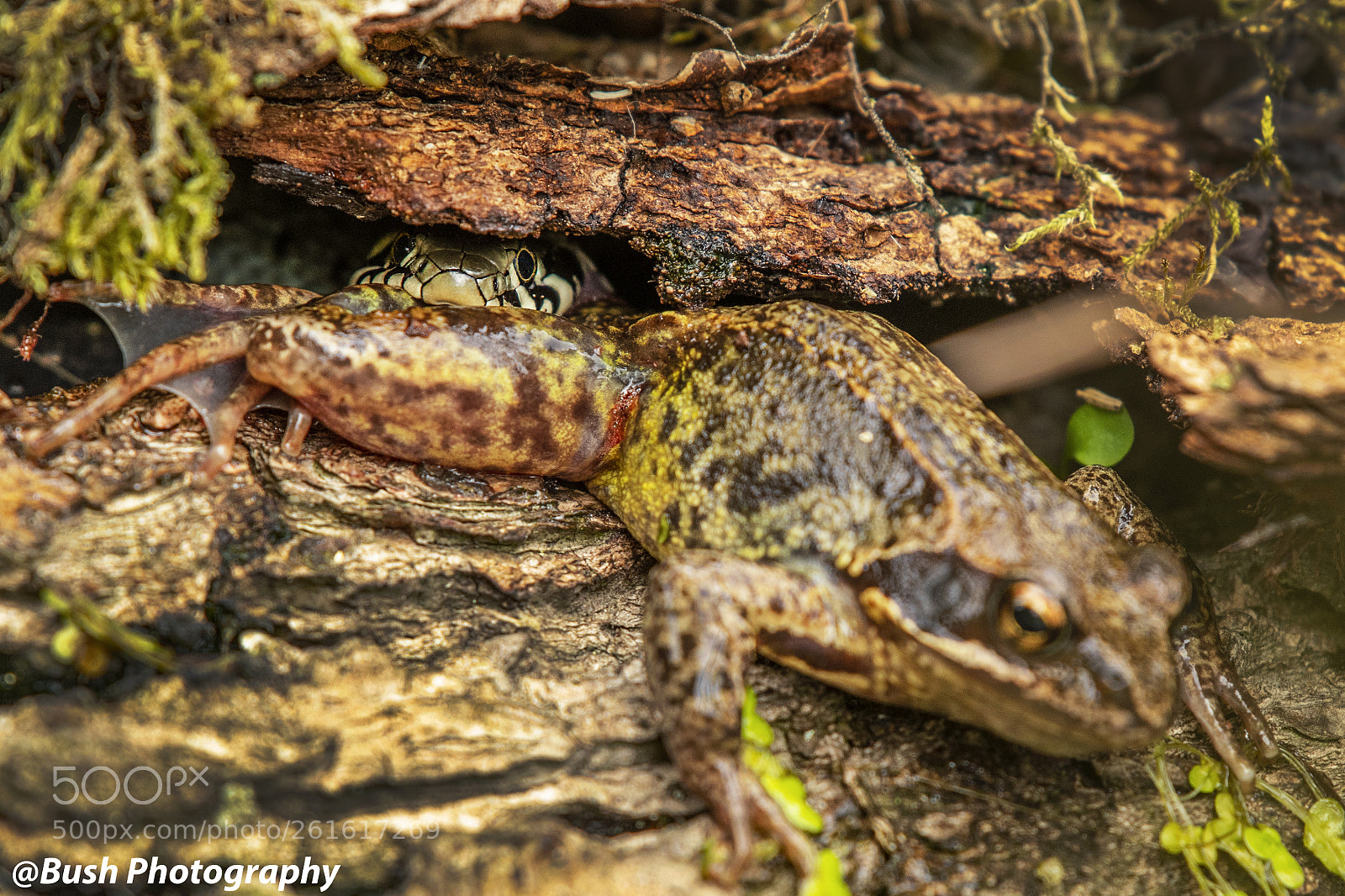 Nikon D500 sample photo. Grass snake photography