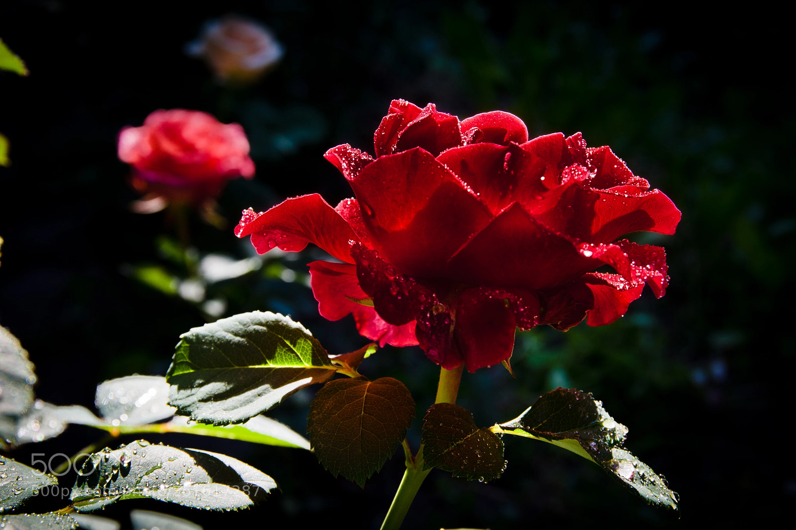 Pentax K-70 sample photo. The red candle photography