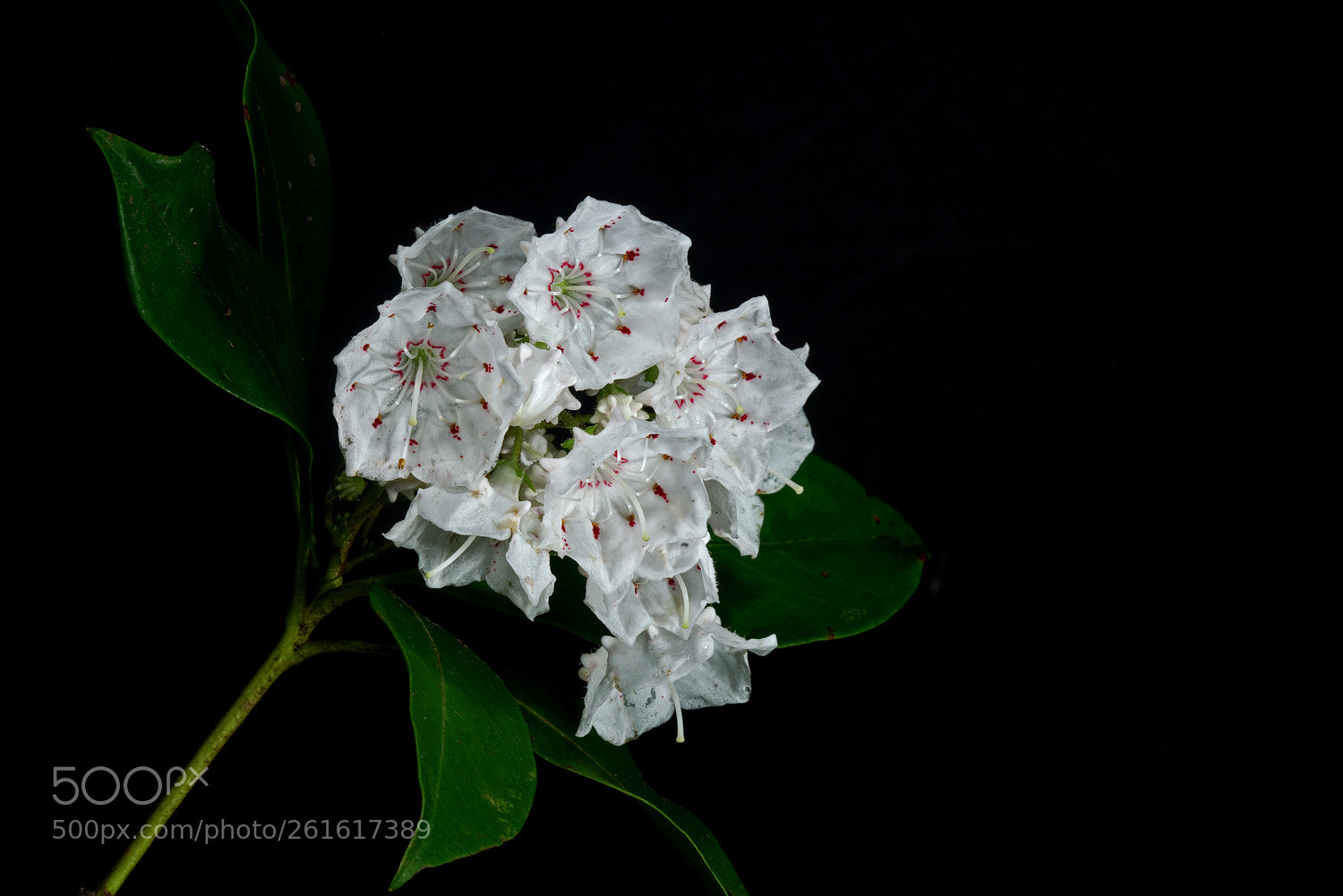 Sony a7R II sample photo. Mountain laurel photography