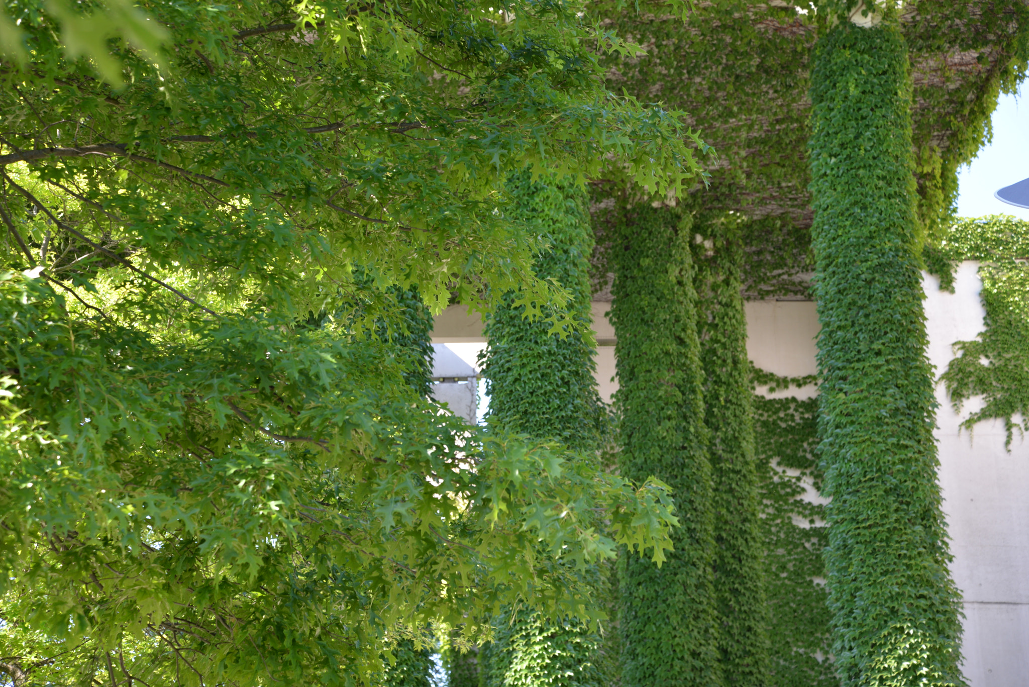 Nikon D610 sample photo. Kanzlergarten photography