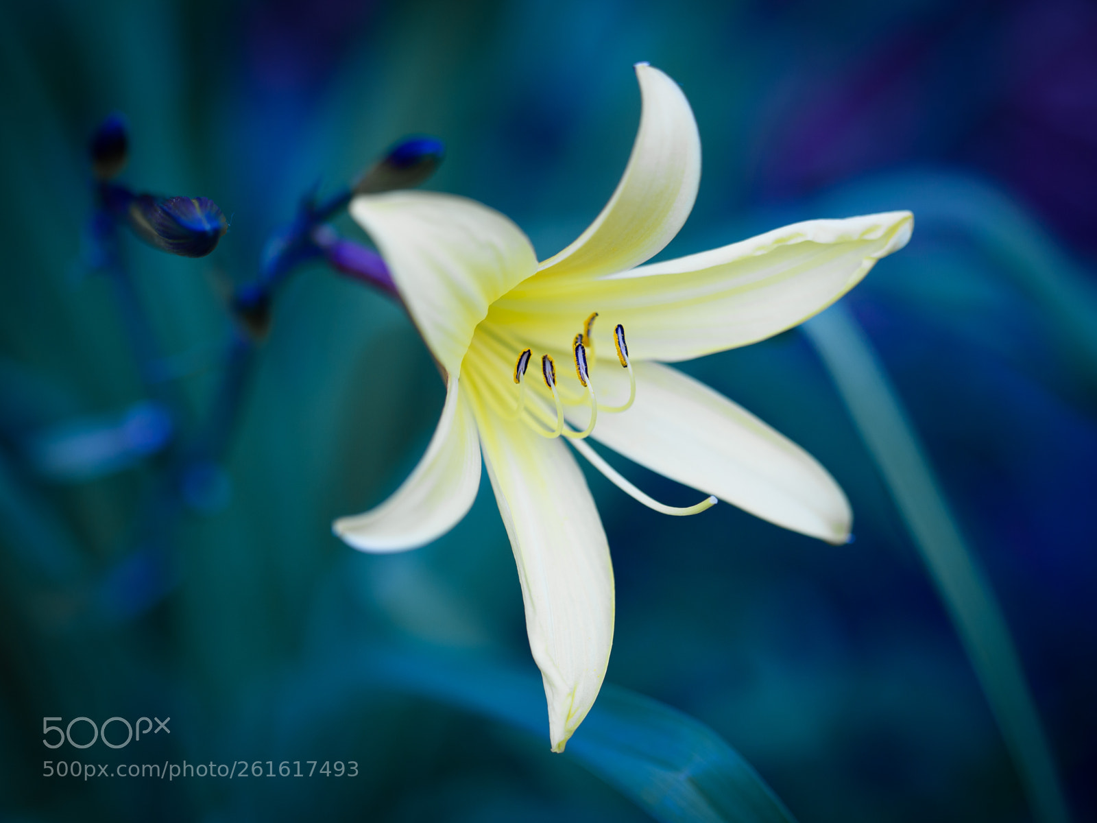 Canon EOS 6D sample photo. Liliy photography