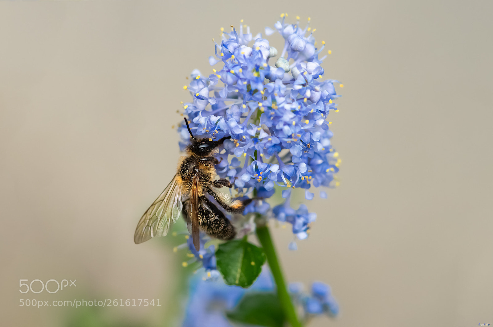 Nikon D850 sample photo. Honey bee.. photography