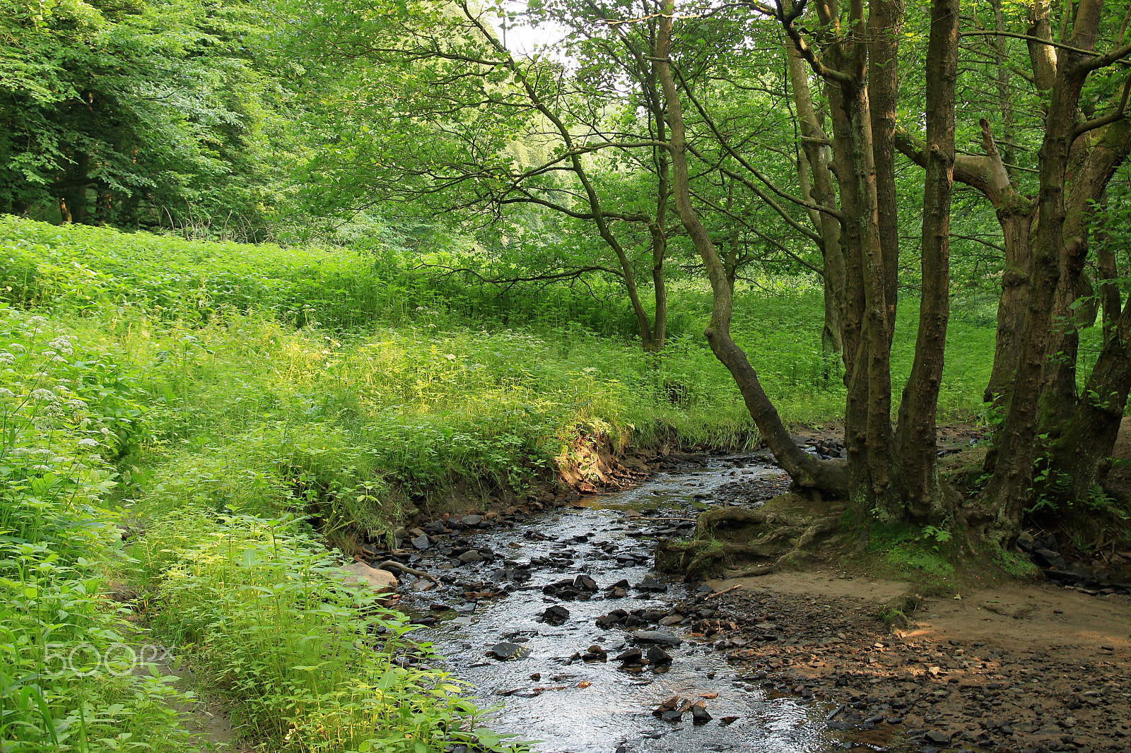 Canon EF-S 17-55mm F2.8 IS USM sample photo. Little creek in a green valley photography