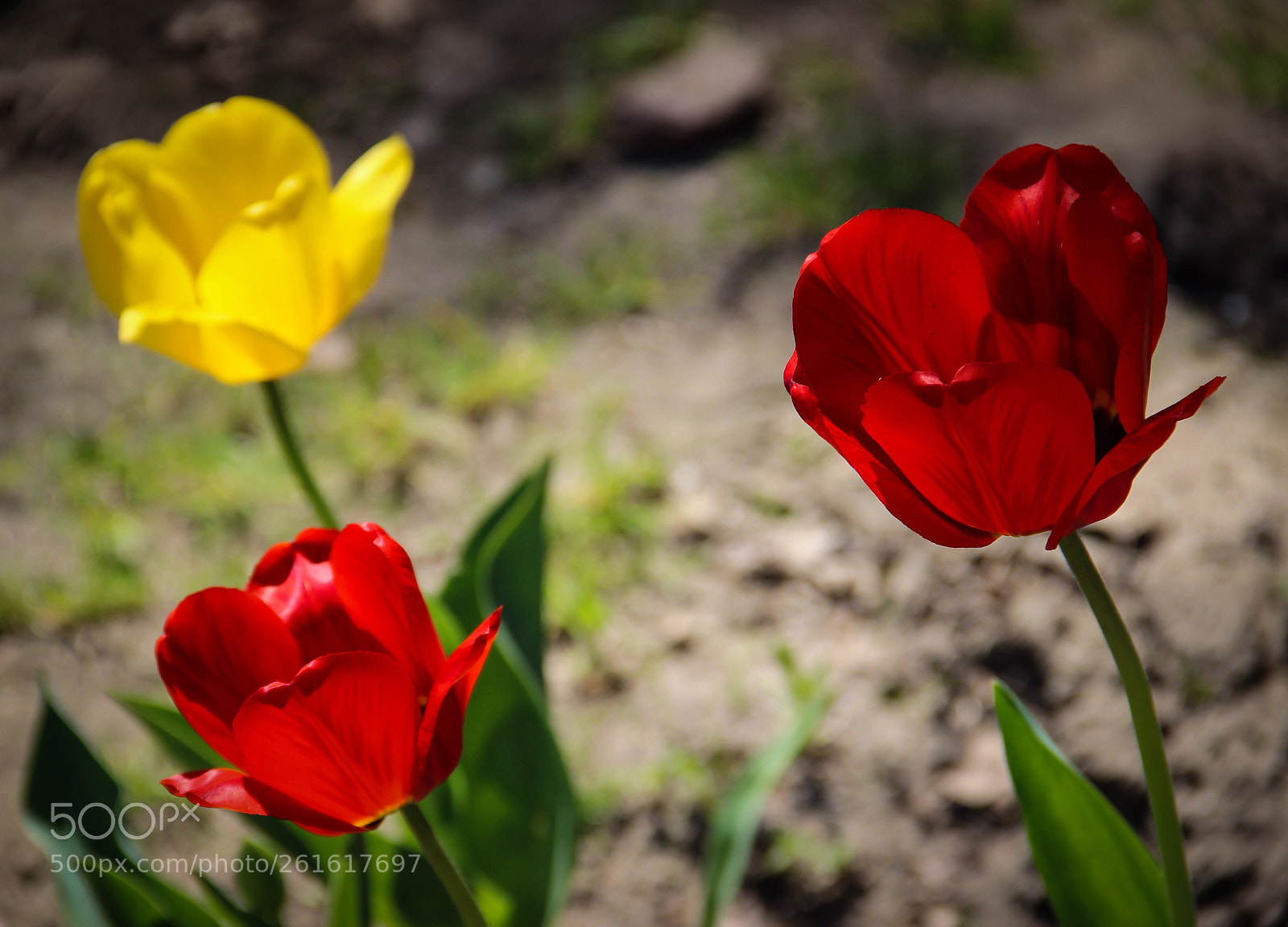 Canon EOS 600D (Rebel EOS T3i / EOS Kiss X5) sample photo. Three tulips  photography