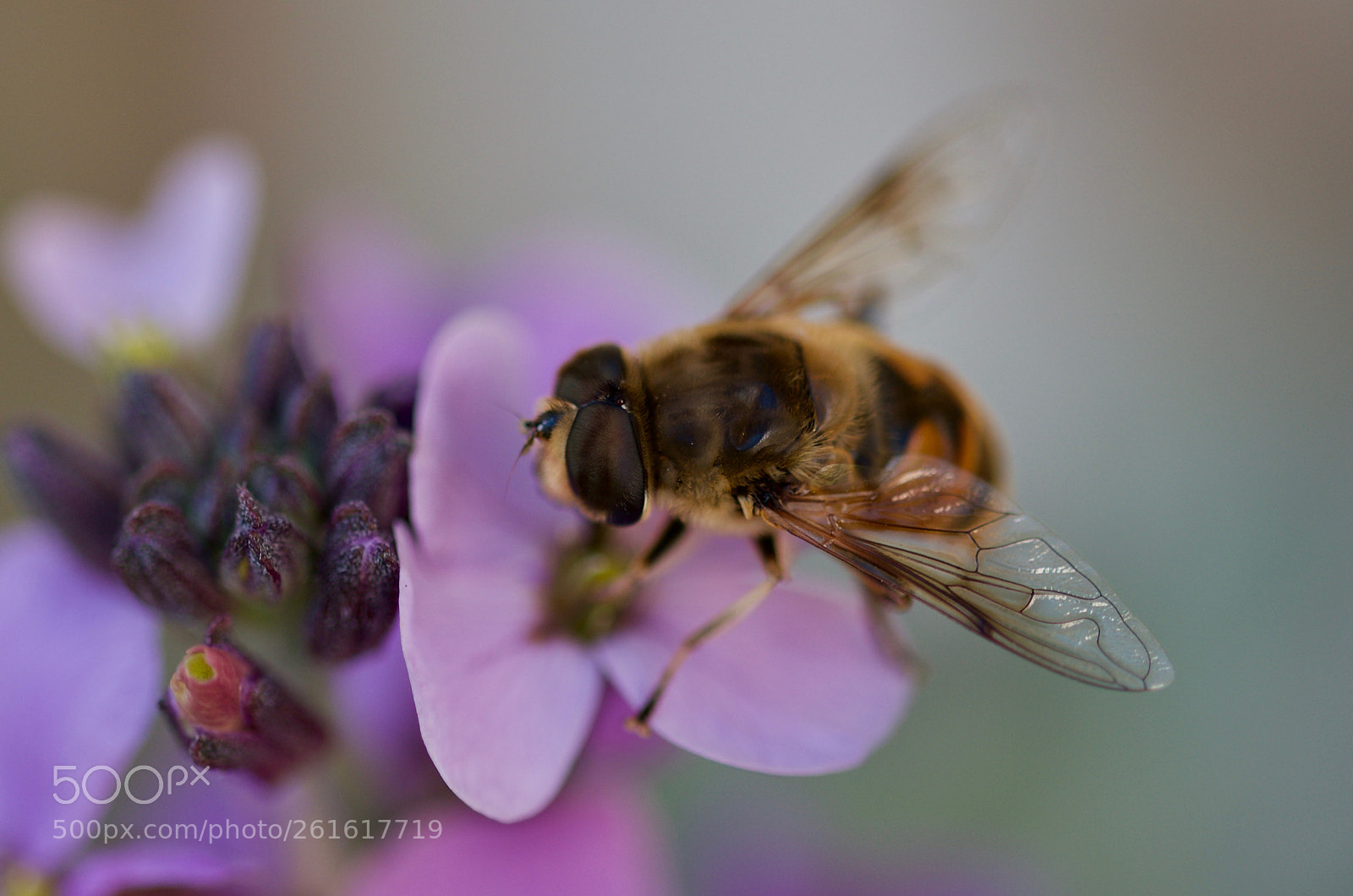 Nikon D7000 sample photo. On a flower photography