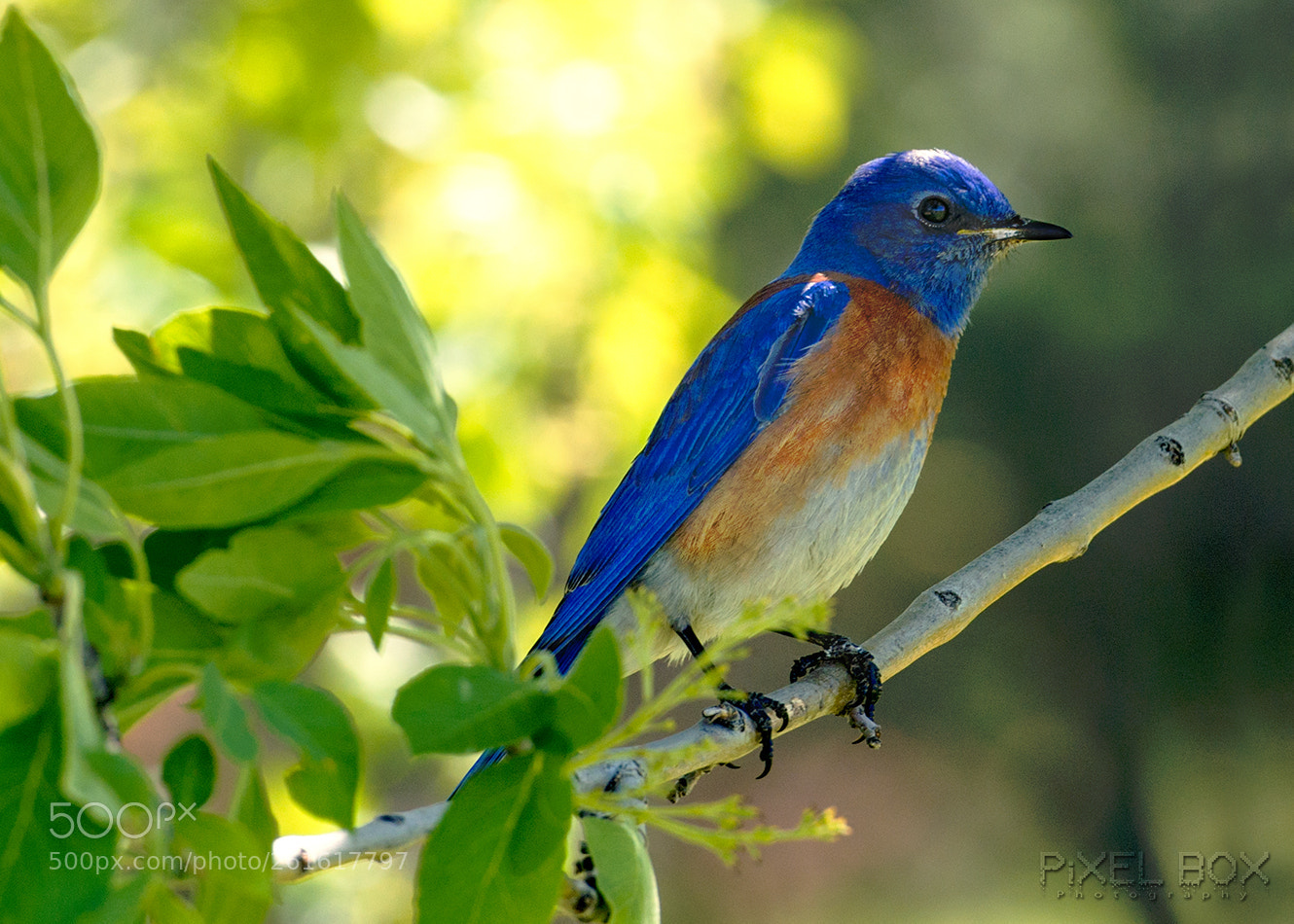 Nikon D800 sample photo. Eastern bluebird photography
