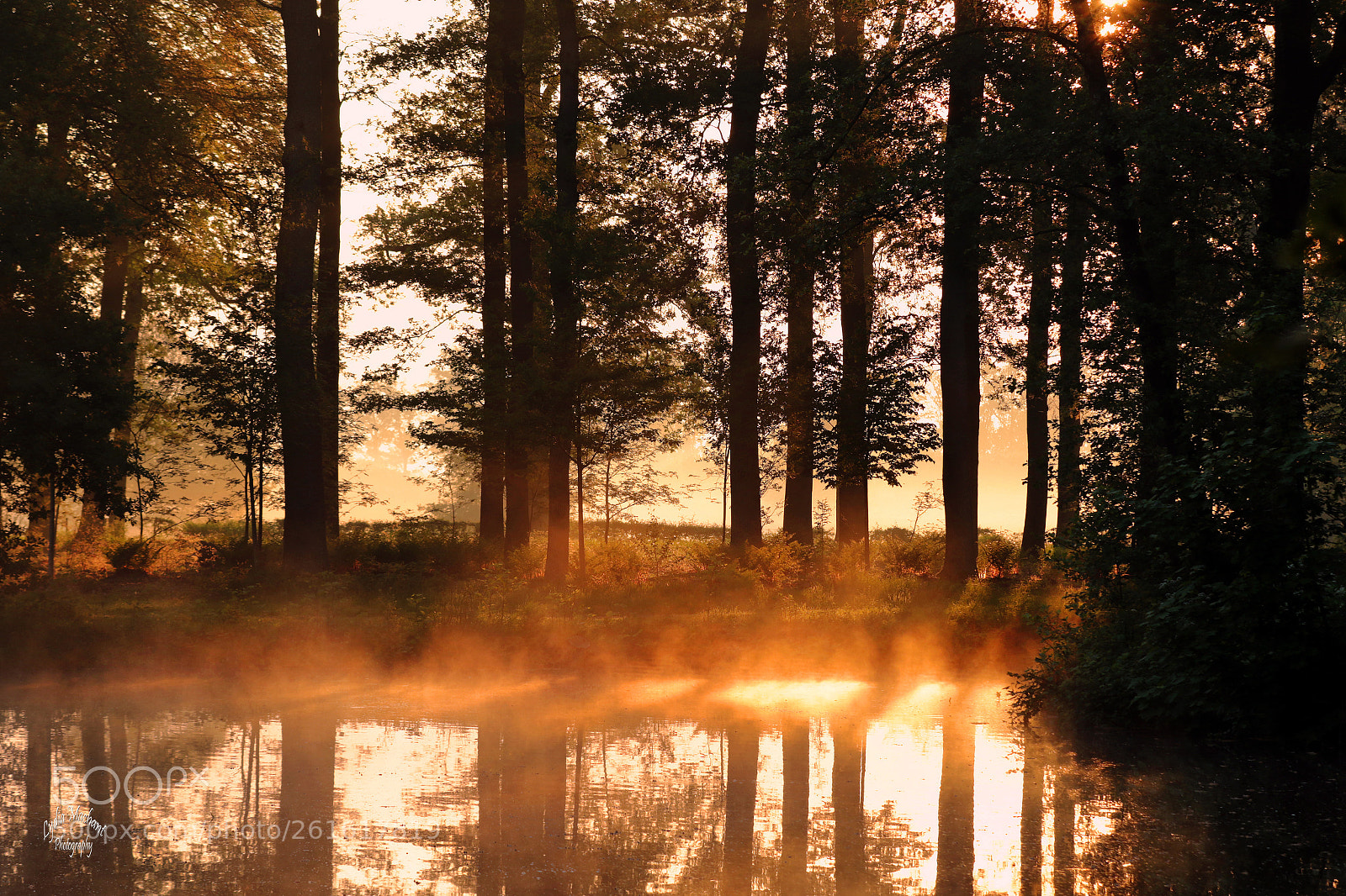 Canon EOS 7D Mark II sample photo. Those mornings of gold photography