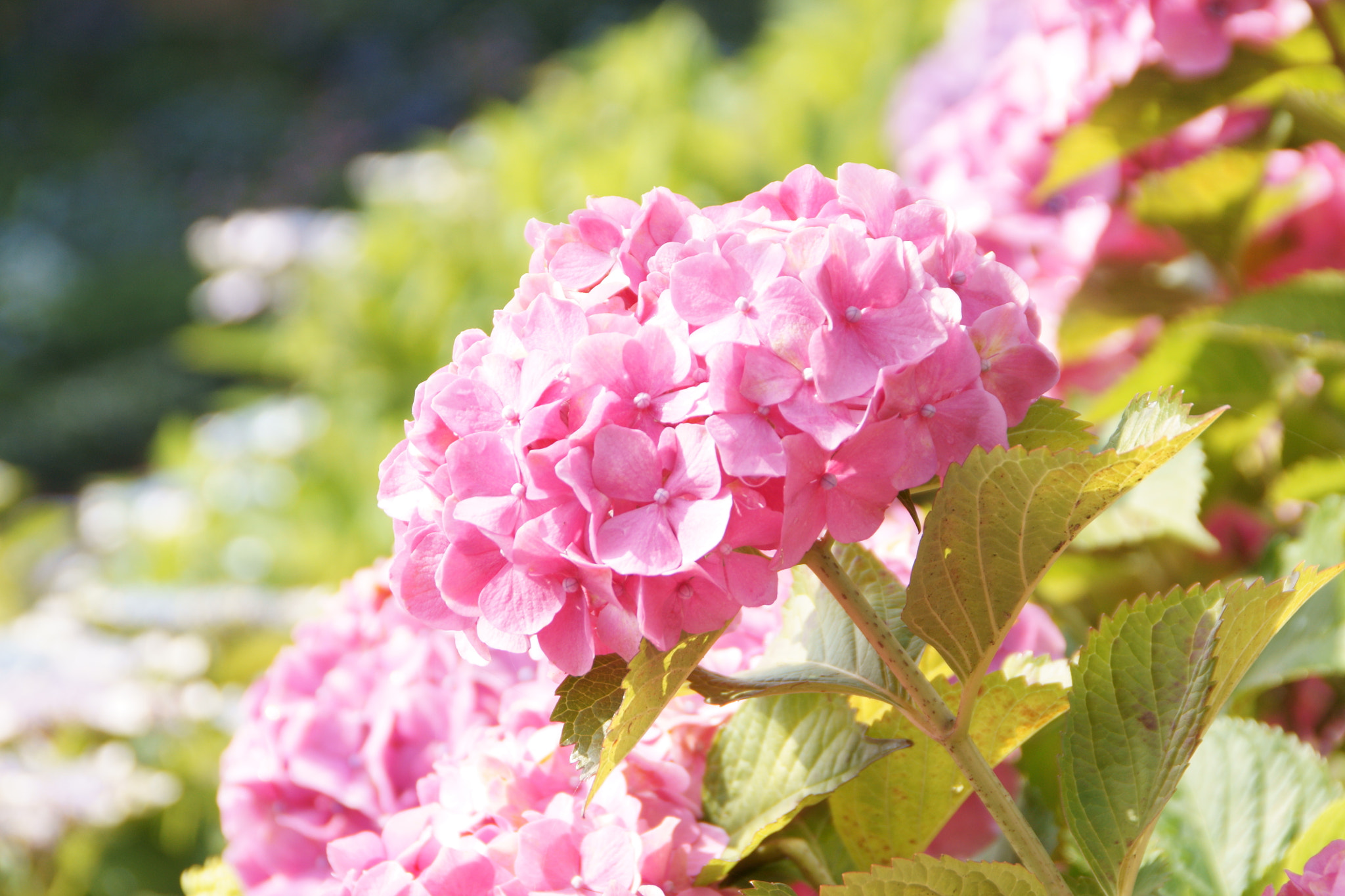 Sony Alpha DSLR-A700 + Sony DT 18-200mm F3.5-6.3 sample photo. 梅雨の合間に photography