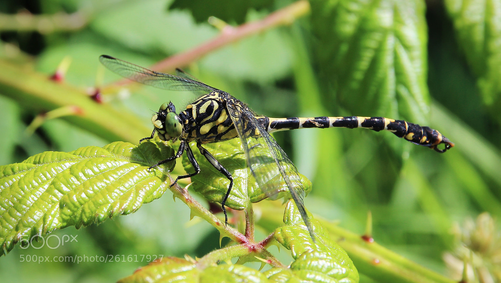 Canon EOS 600D (Rebel EOS T3i / EOS Kiss X5) sample photo. Pincertail dragonfly photography