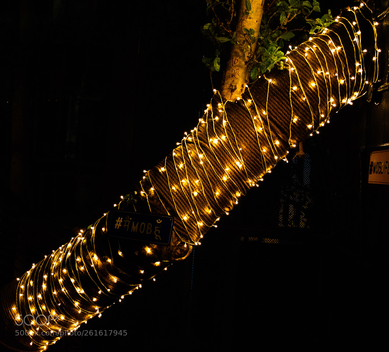 Nikon D5500 sample photo. Immortal vine photography