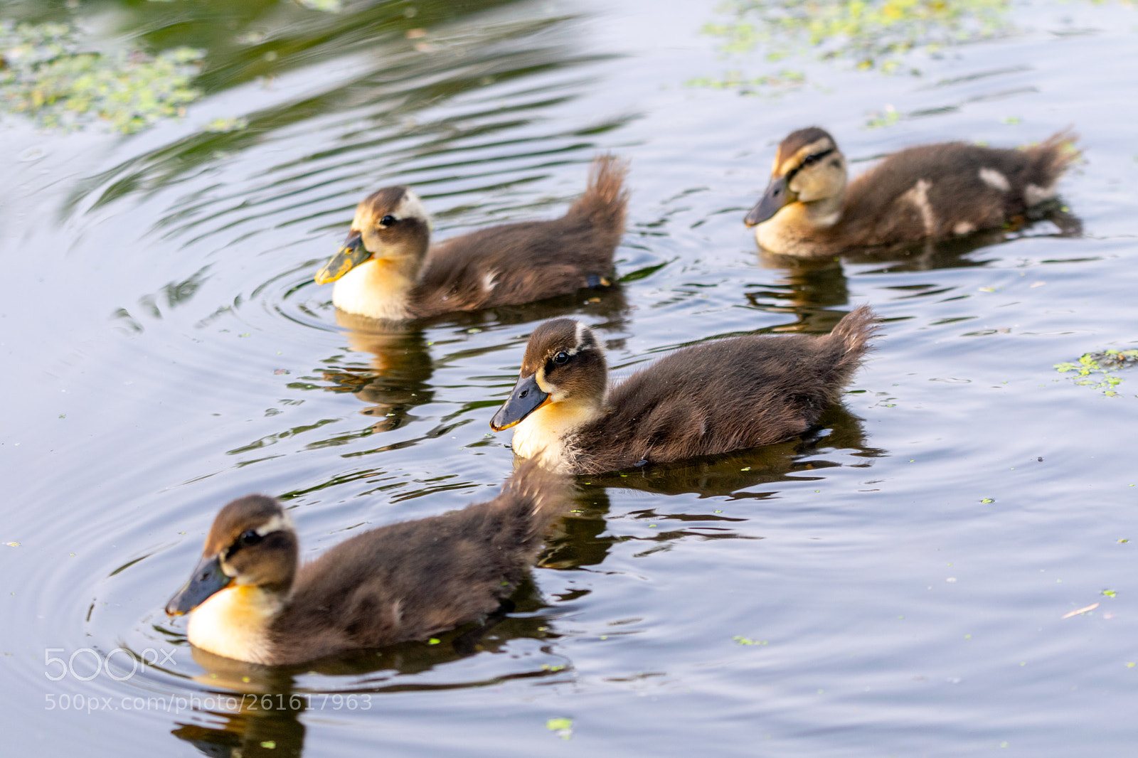Nikon D5300 sample photo. Duckling formation photography