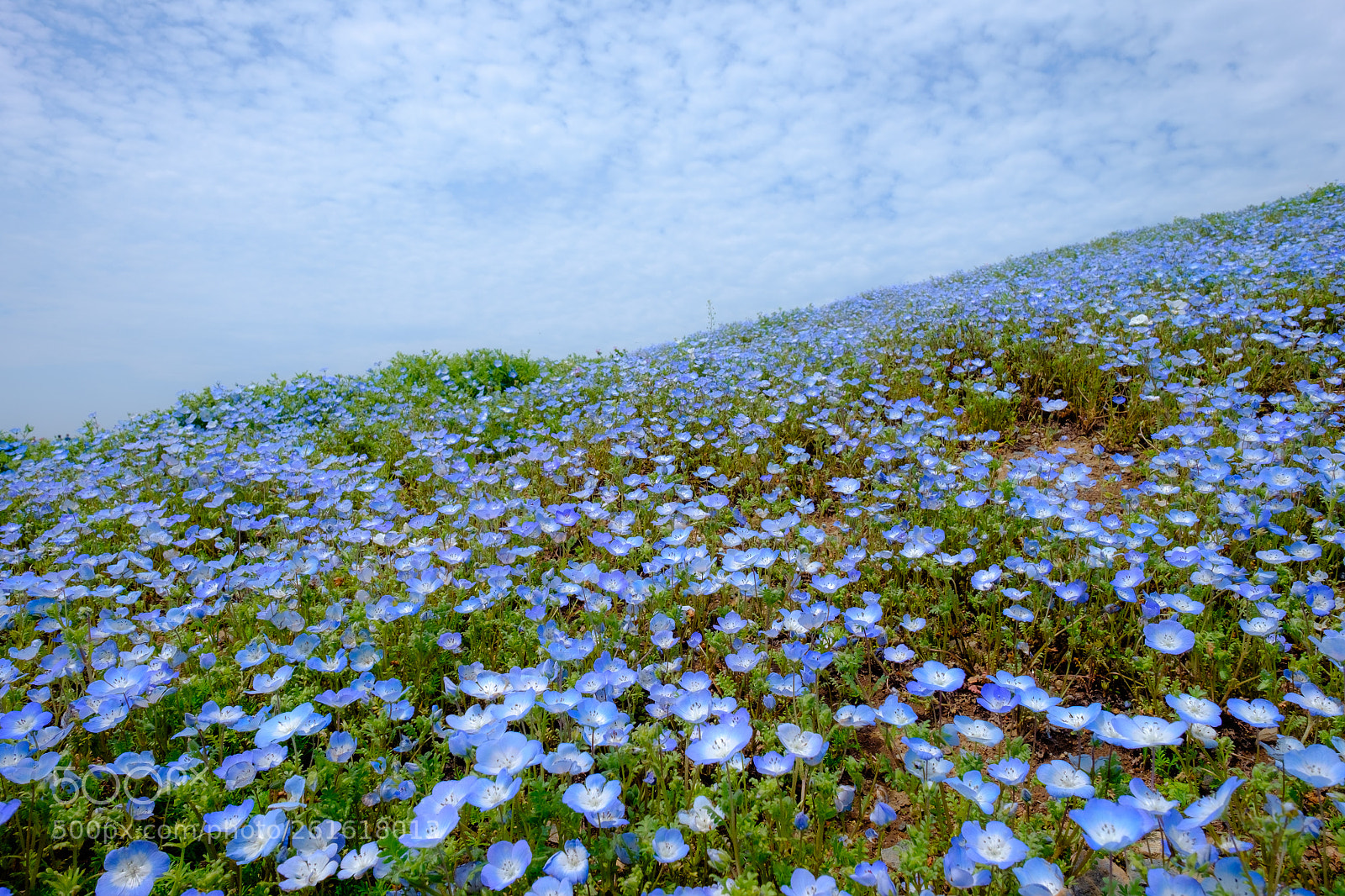 Fujifilm X-T1 sample photo. Nemophila photography