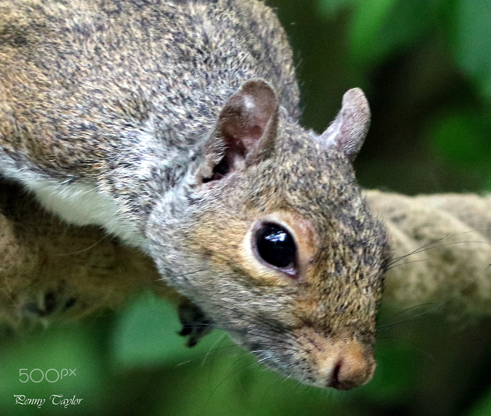 Canon EF 70-300 F4-5.6 IS II USM sample photo. Grey squirrel photography