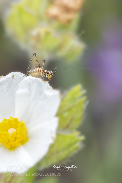 Nikon D610 sample photo. Copia photography