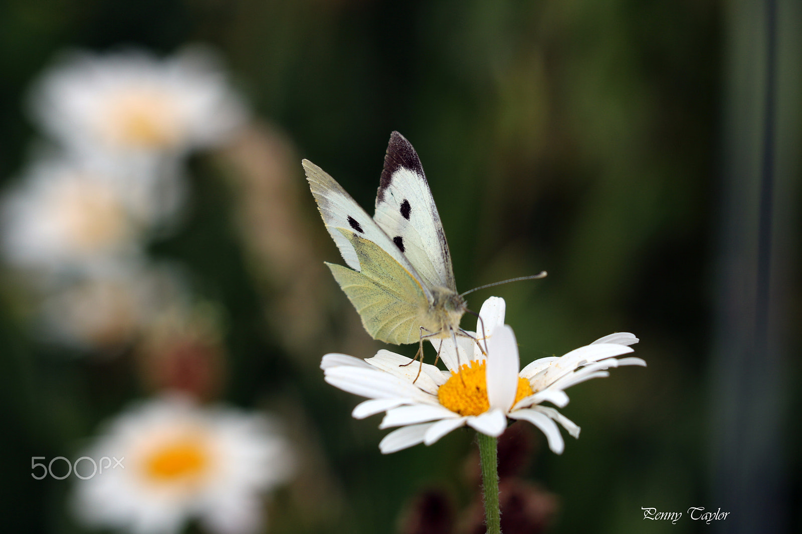 Canon EF 70-300 F4-5.6 IS II USM sample photo. Butterfly photography