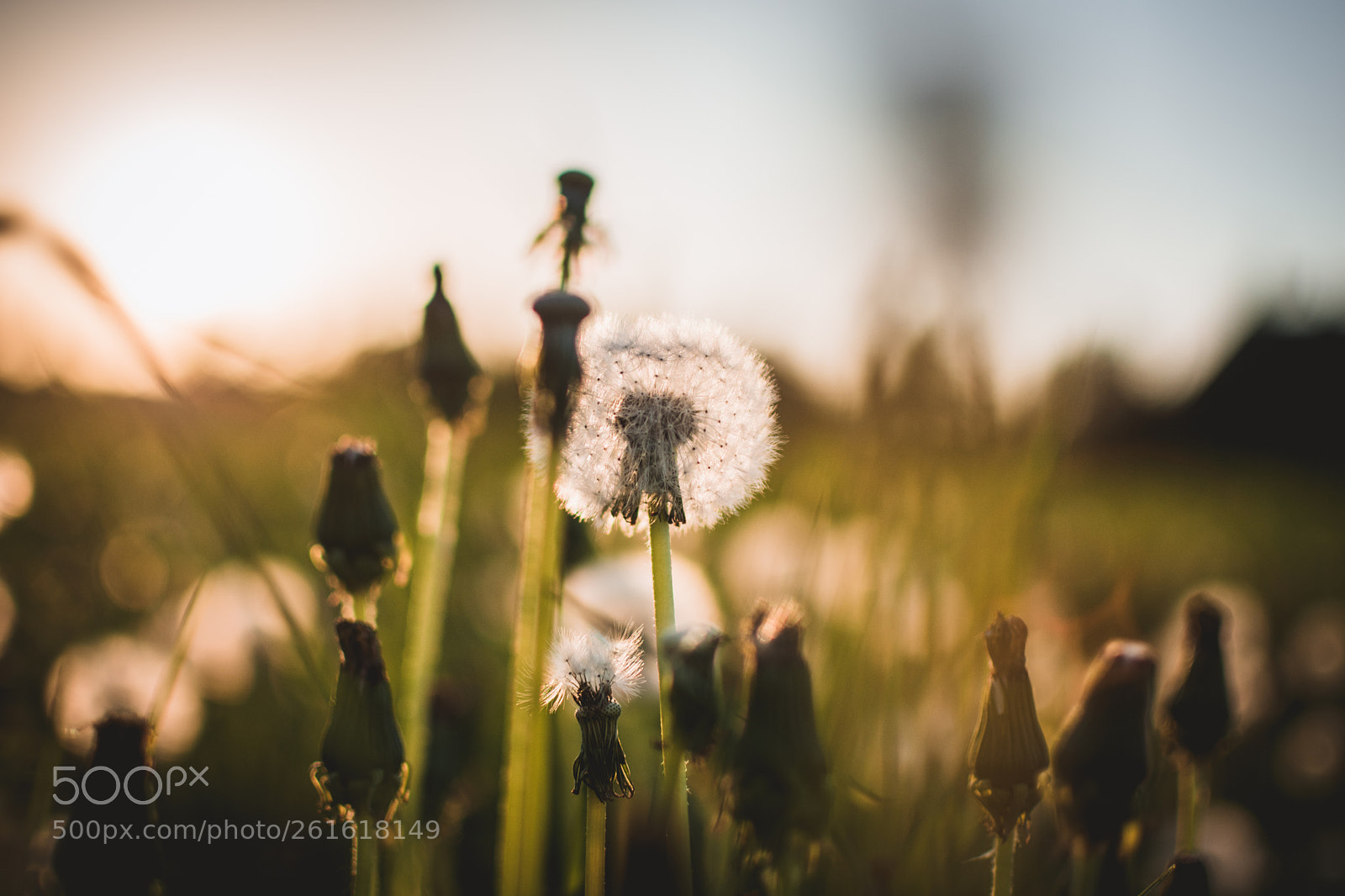 Nikon D3400 sample photo. Field photography