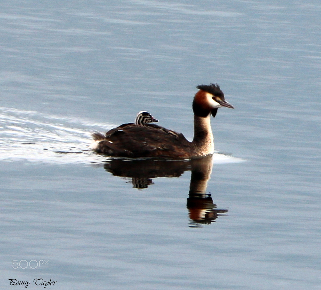 Canon EF 70-300 F4-5.6 IS II USM sample photo. Hitching a ride photography
