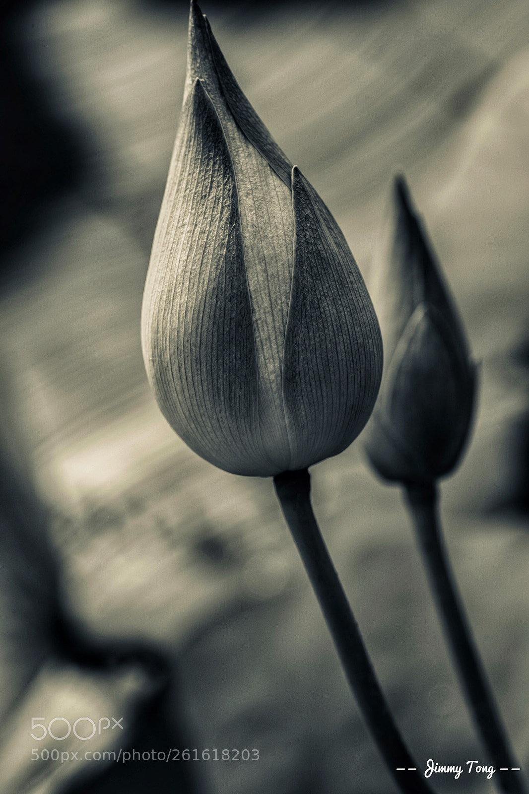 Canon EOS 5D Mark IV sample photo. The lotus photography