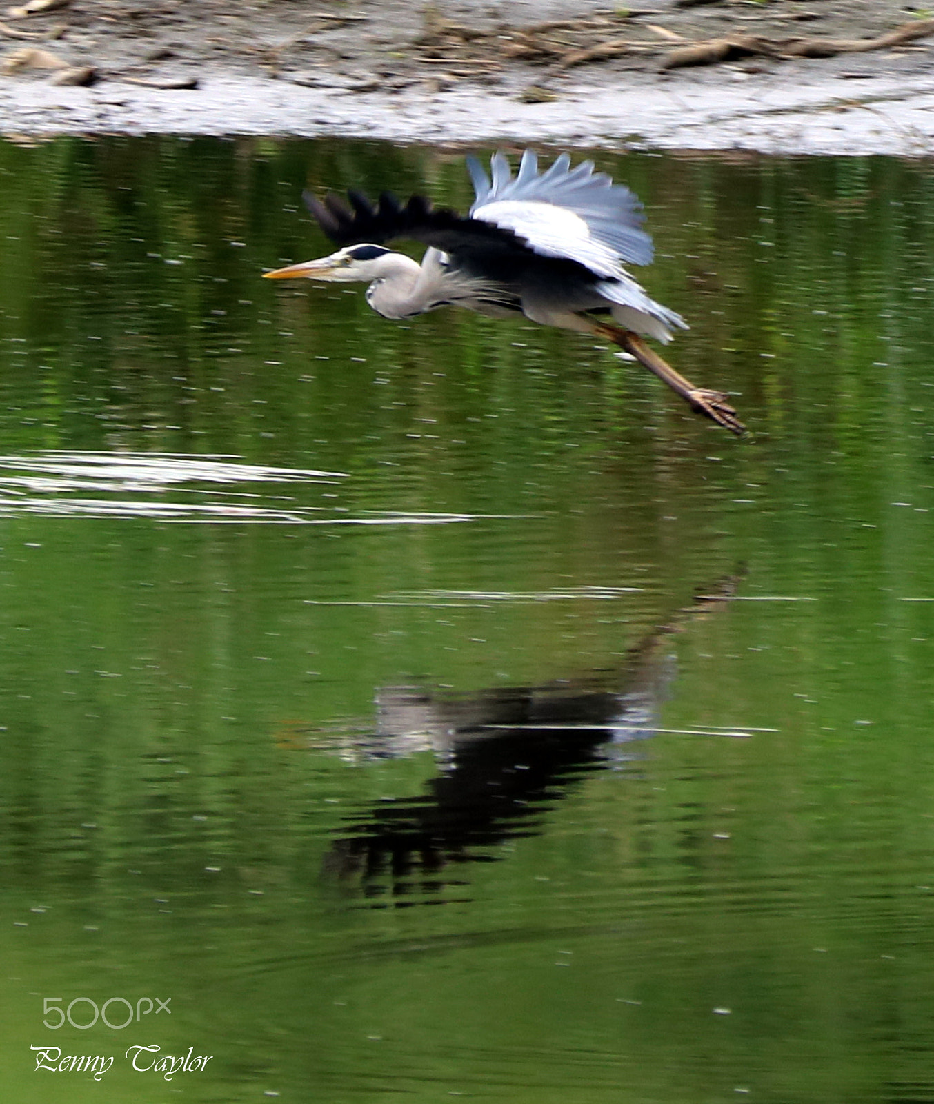 Canon EF 70-300 F4-5.6 IS II USM sample photo. Heron in flight photography