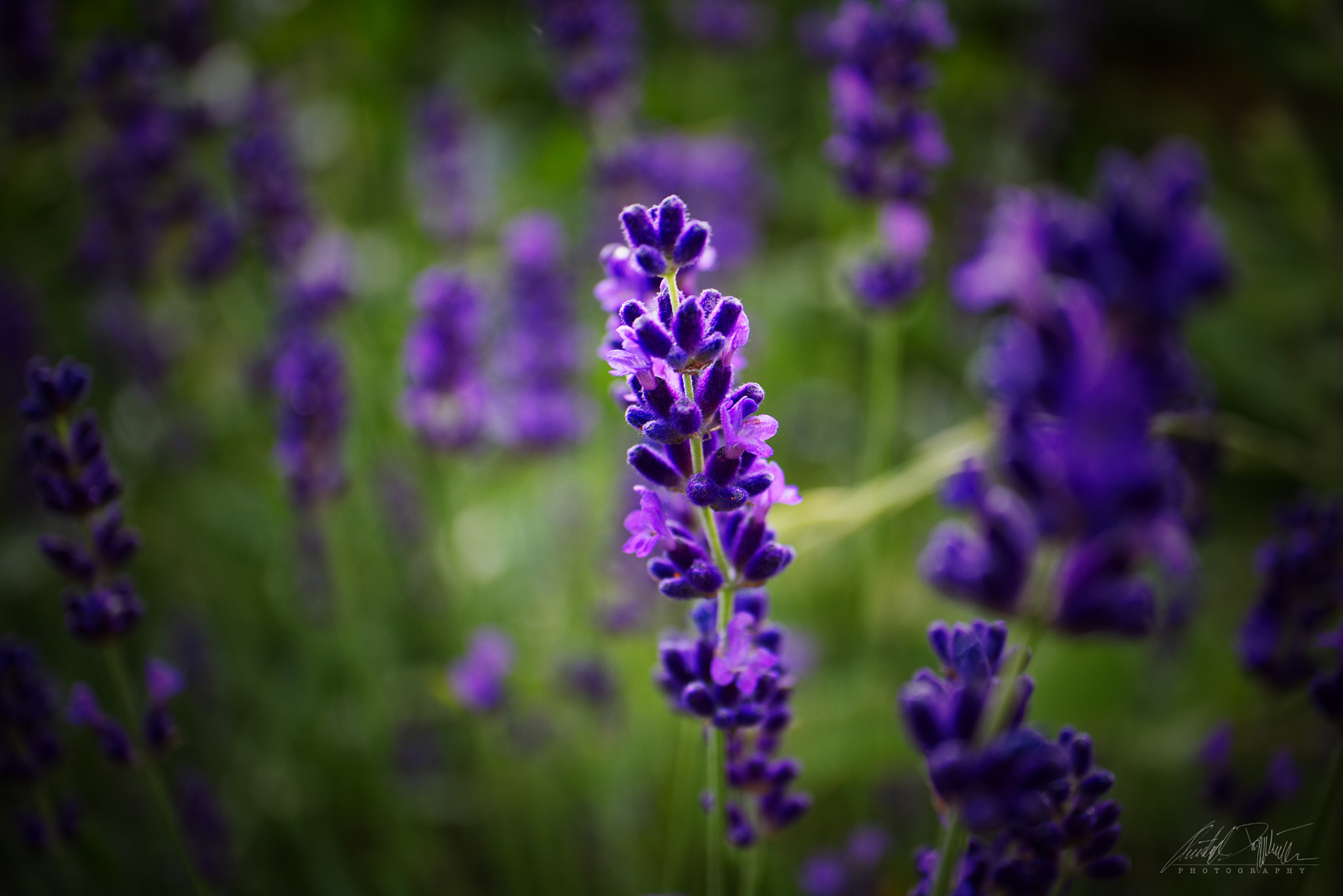 Canon EOS M6 sample photo. Lavender photography