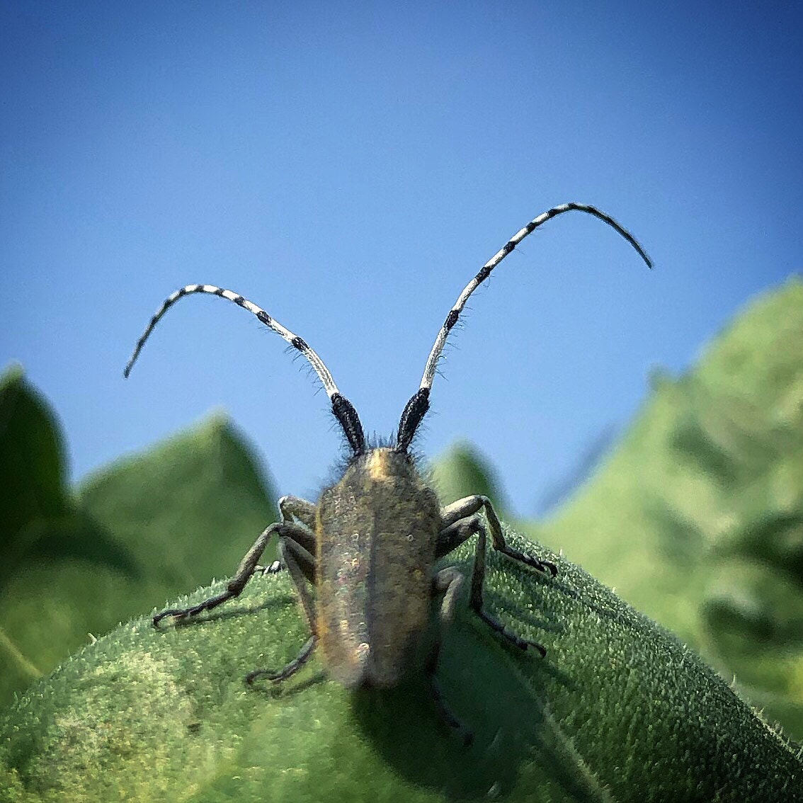 Apple iPhone 8 sample photo. Ins blaue hinein photography