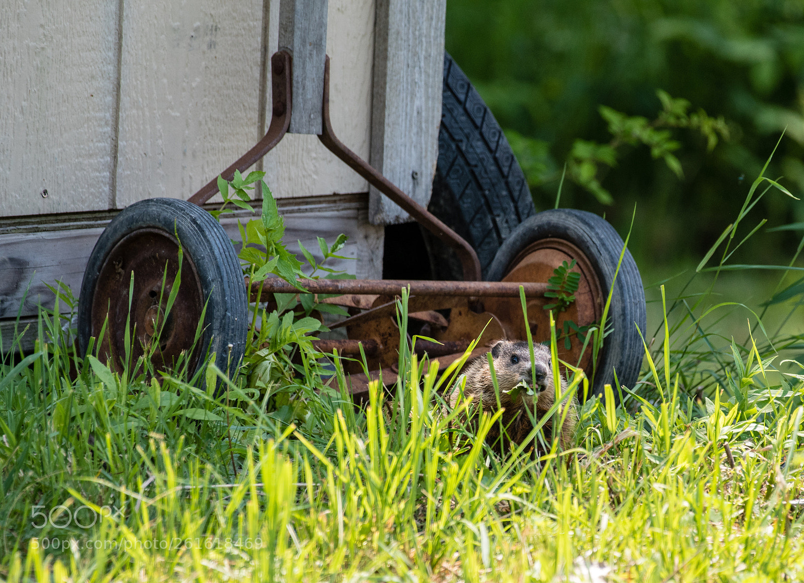 Nikon D750 sample photo. Juvenile groundhog and mower photography
