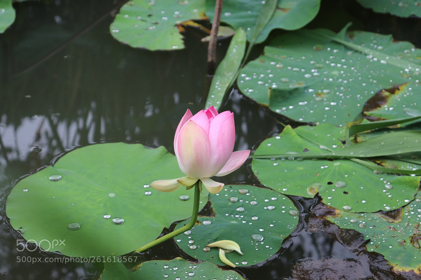 Canon EOS 200D (EOS Rebel SL2 / EOS Kiss X9) sample photo. Lotus with dew photography