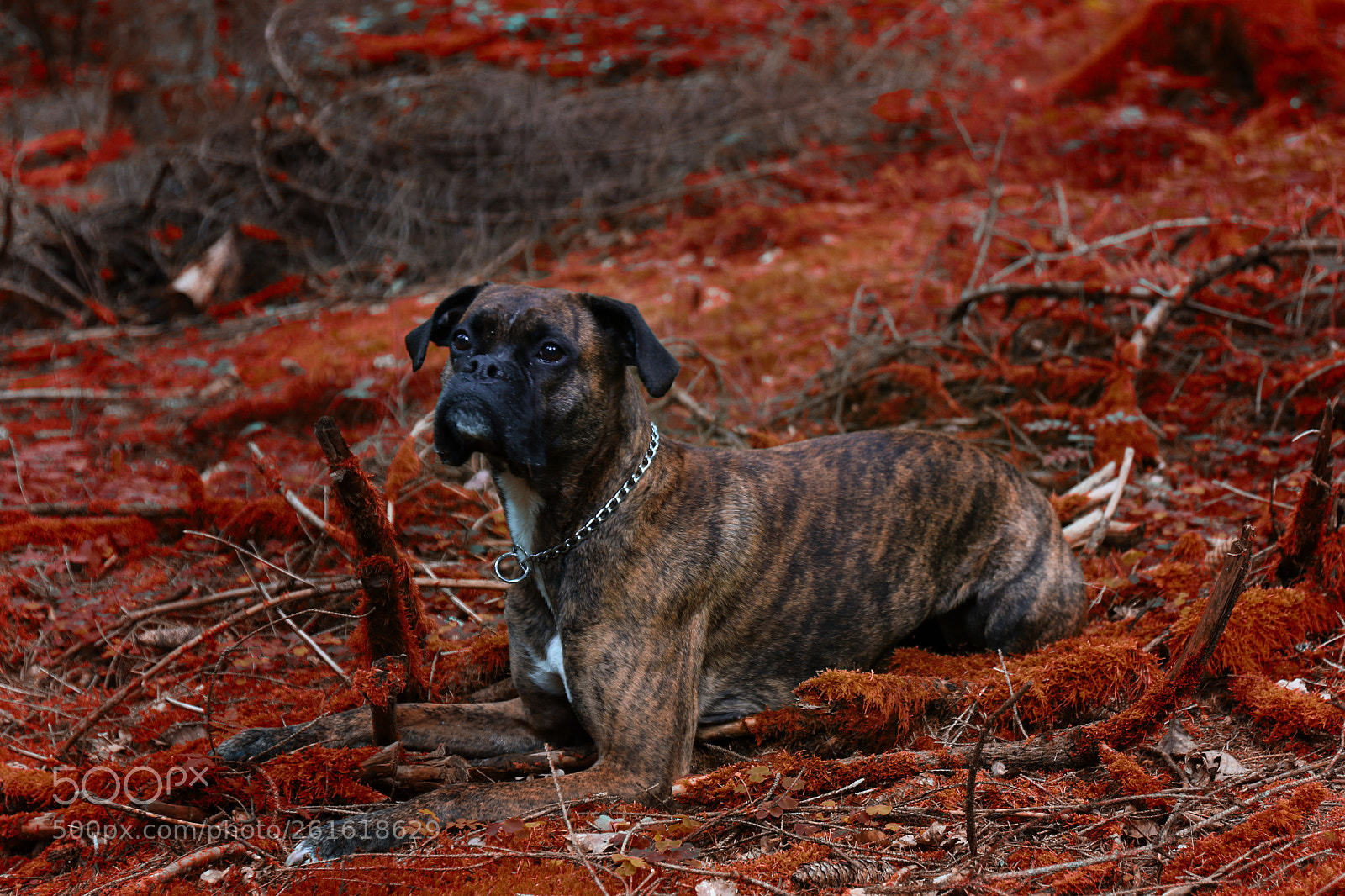 Canon EOS 7D Mark II sample photo. In a land photography
